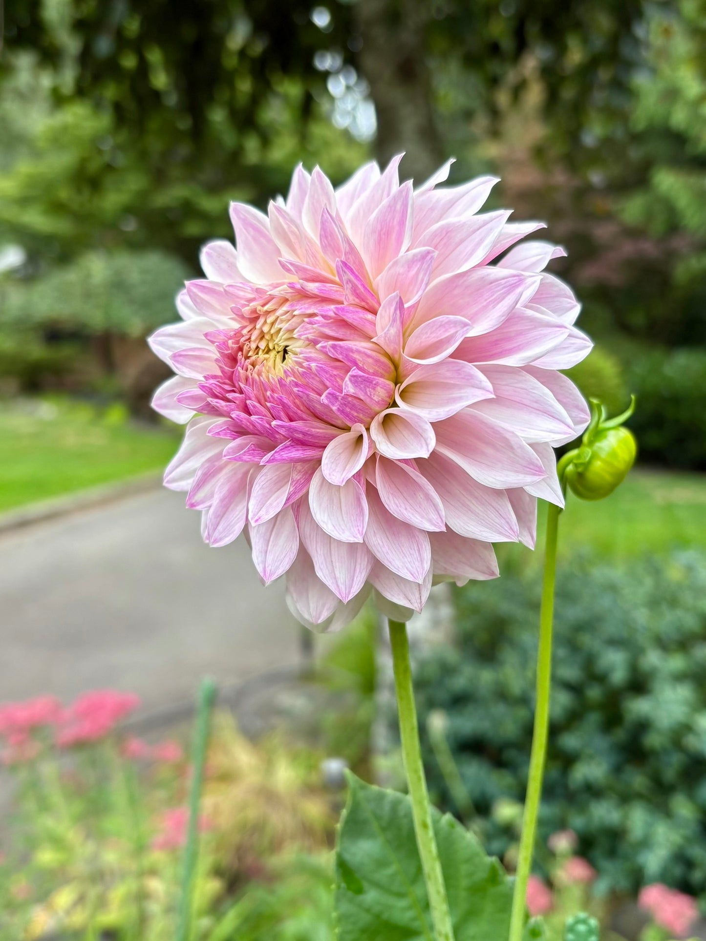 Bloomquist Compare Rooted Cutting - LOCAL PICK UP ONLY