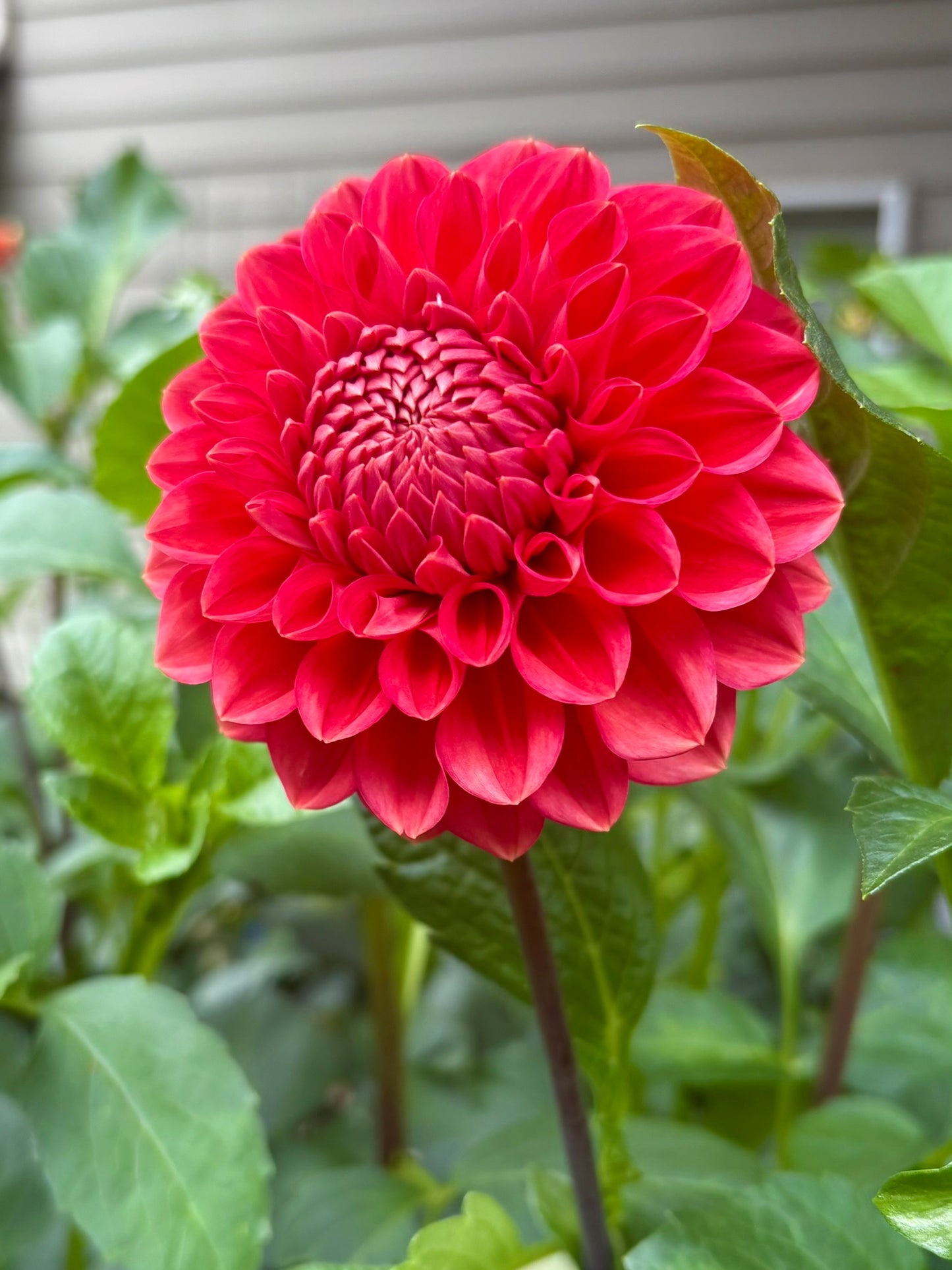 Tempest Rooted Cutting - LOCAL PICK UP ONLY