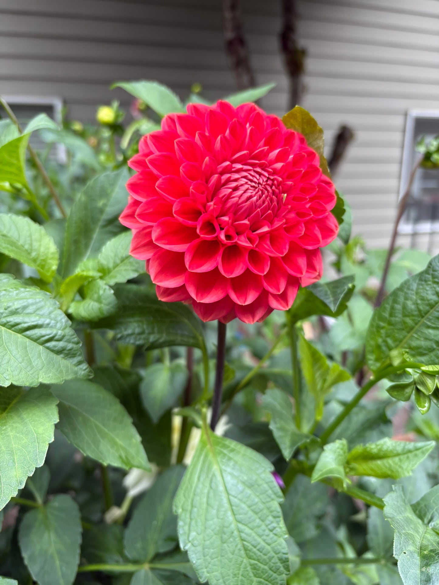 Tempest Rooted Cutting - LOCAL PICK UP ONLY