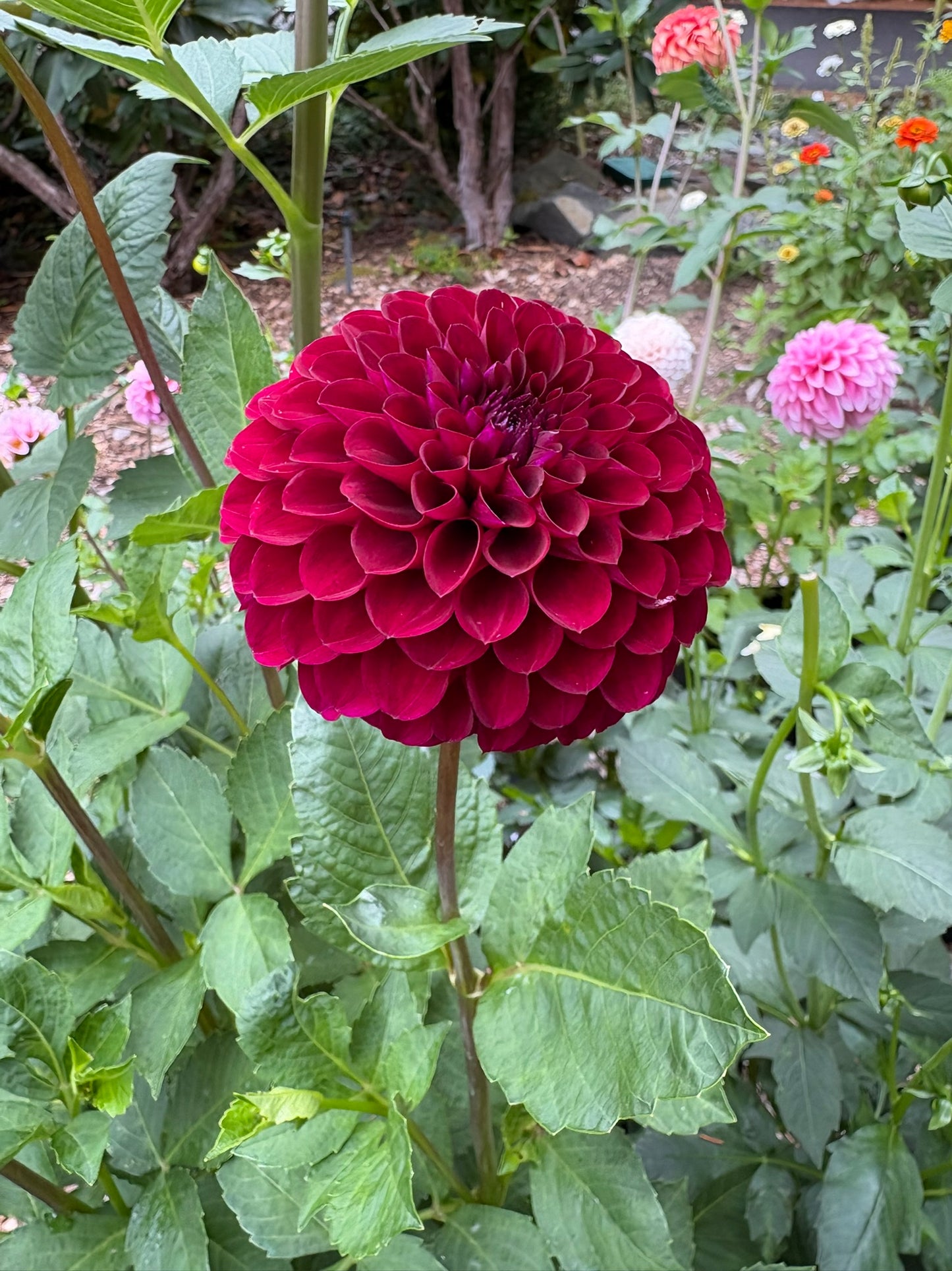 Chimacum Troy Rooted Cutting - LOCAL PICK UP ONLY