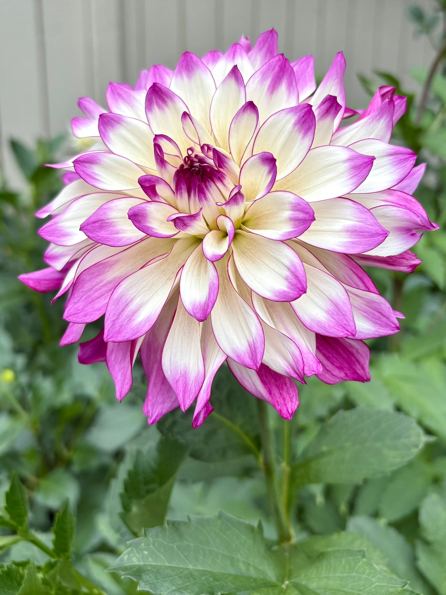 Tipsy Rooted Cutting - LOCAL PICK UP ONLY