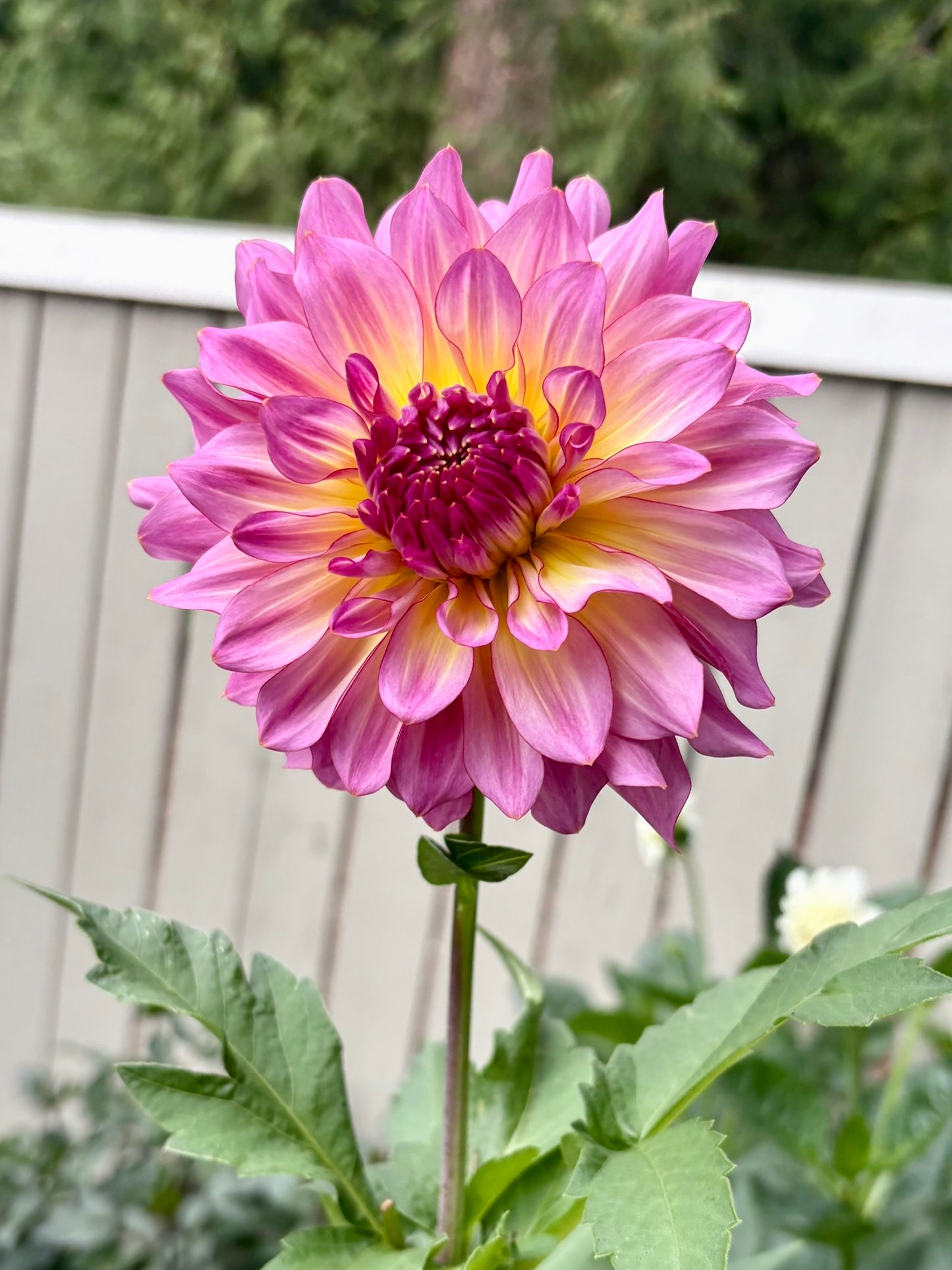 Bloomquist Cool Rooted Cutting - LOCAL PICK UP ONLY