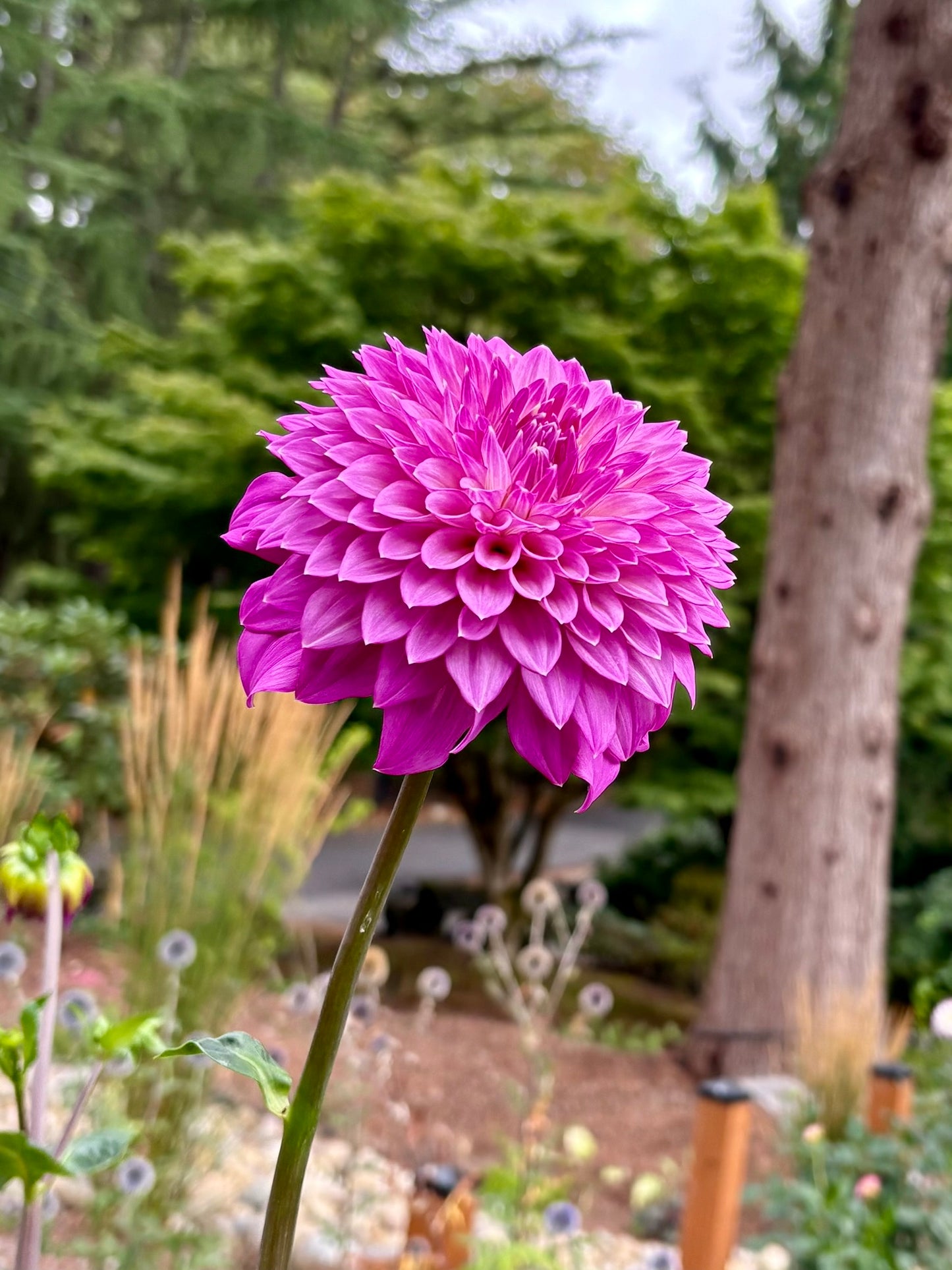 Bloomquist Clear Delight Rooted Cutting - LOCAL PICK UP ONLY