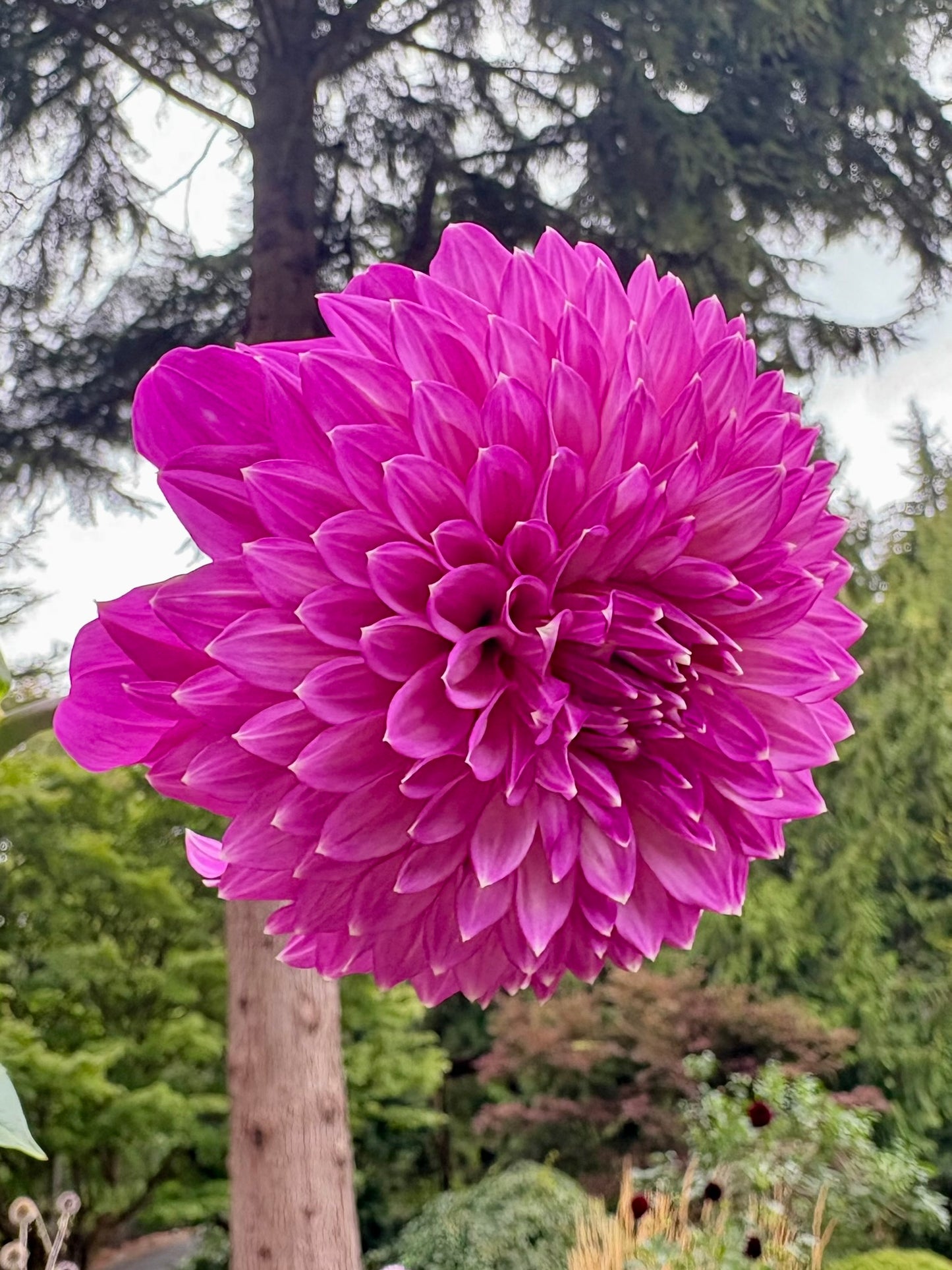 Bloomquist Clear Delight Rooted Cutting - LOCAL PICK UP ONLY