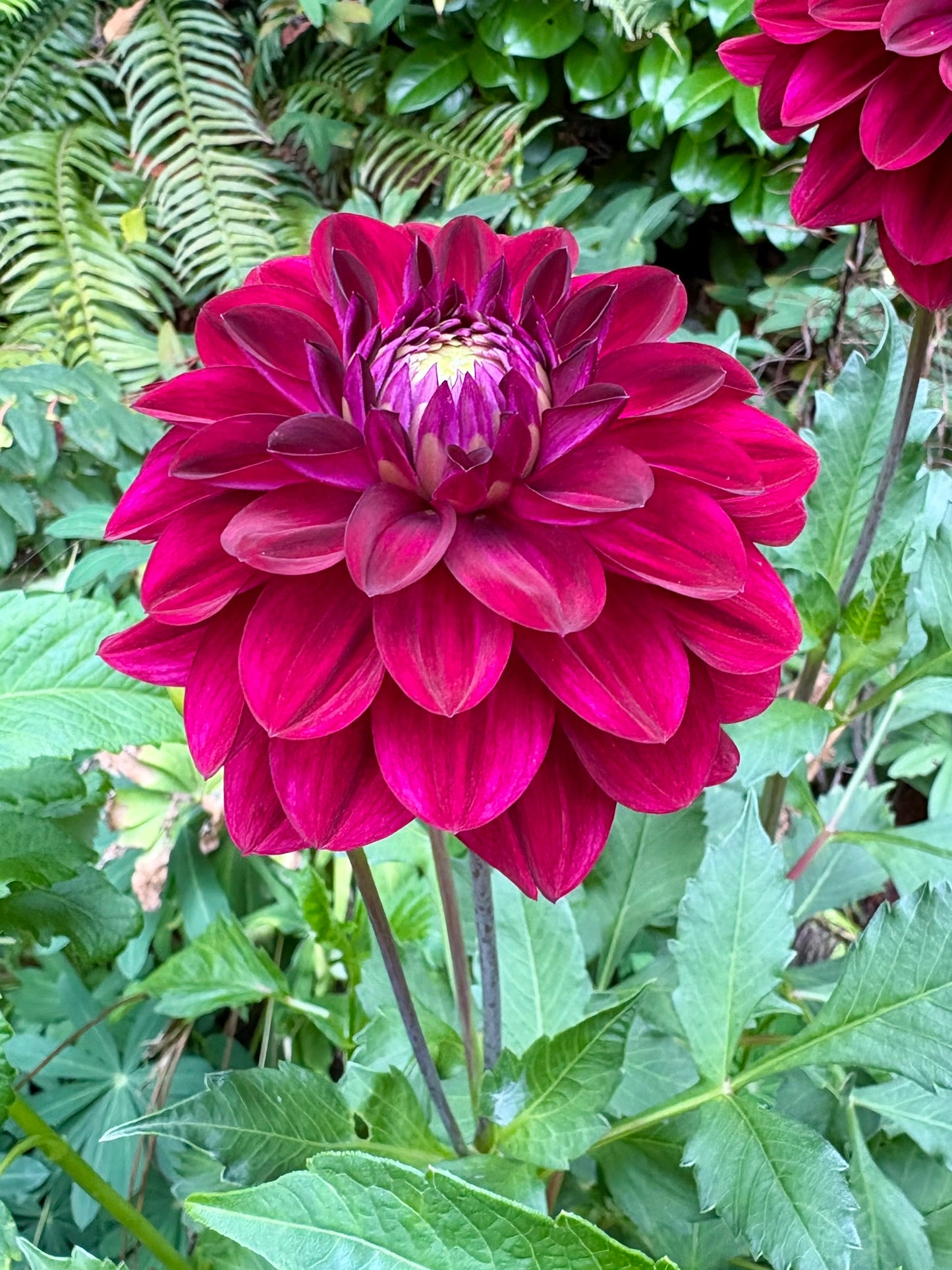 CDP Floriferous Rooted Cutting - LOCAL PICK UP ONLY