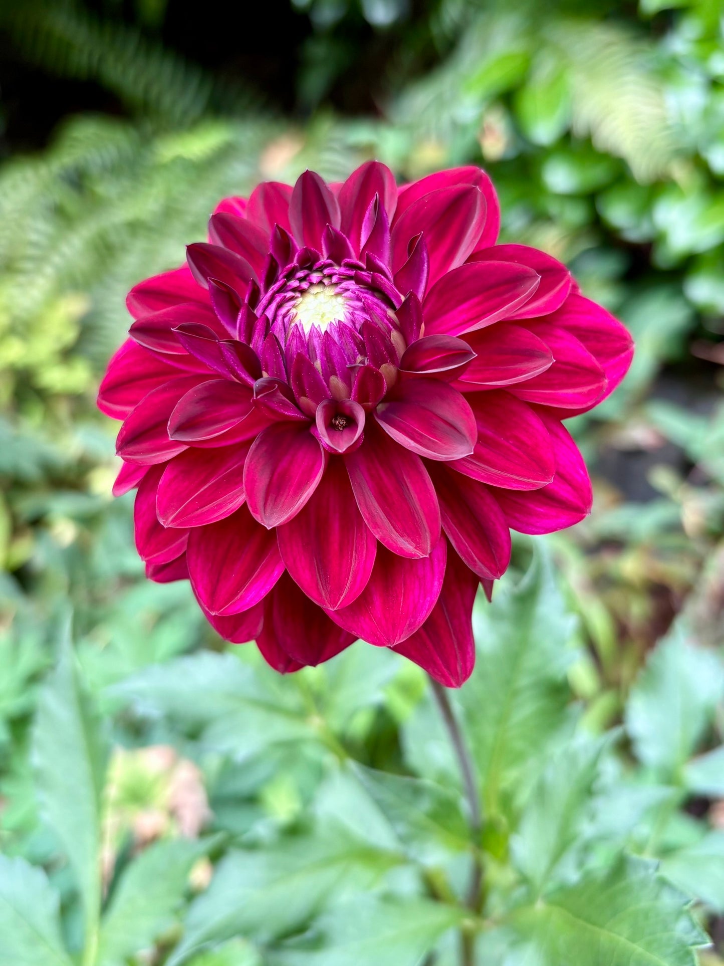 CDP Floriferous Rooted Cutting - LOCAL PICK UP ONLY