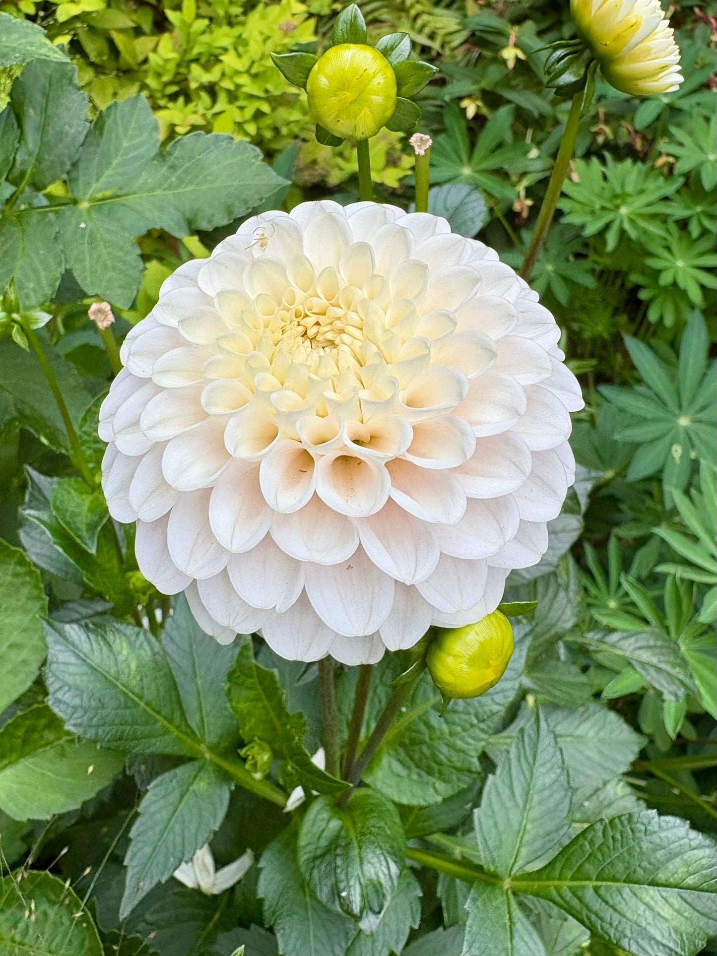 White Wizard Rooted Cutting - LOCAL PICK UP ONLY