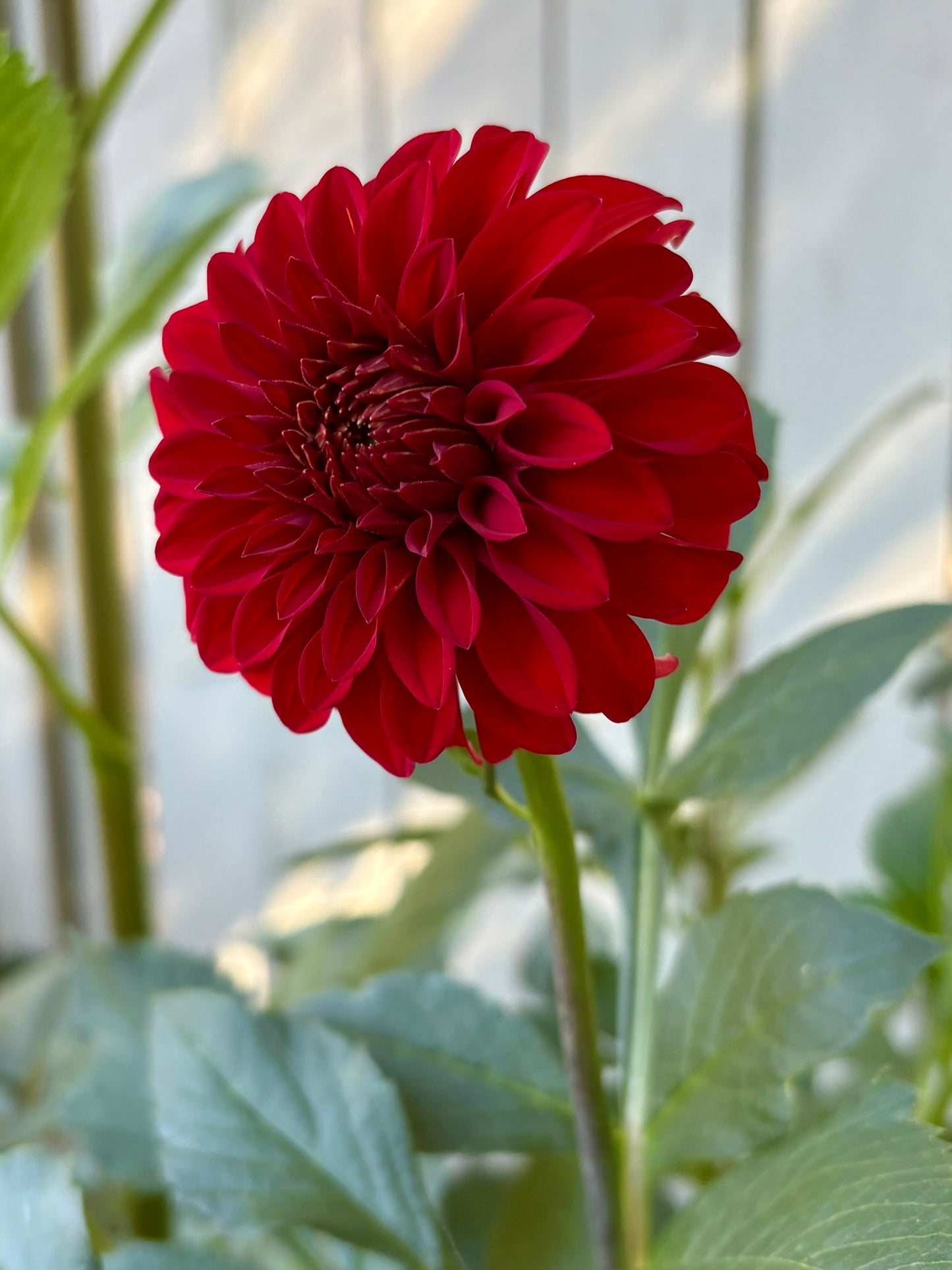 River's Cherry Bomb Rooted Cutting - LOCAL PICK UP ONLY