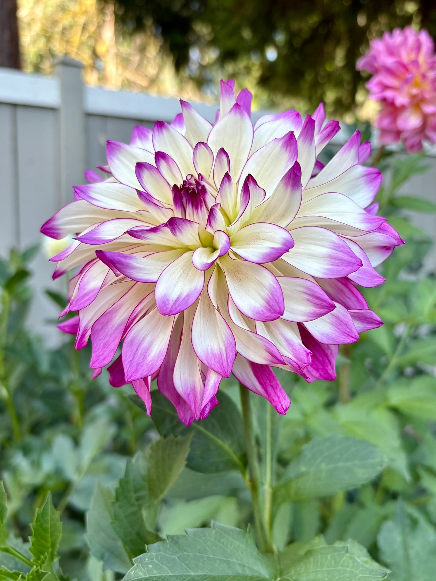 Tipsy Rooted Cutting - LOCAL PICK UP ONLY