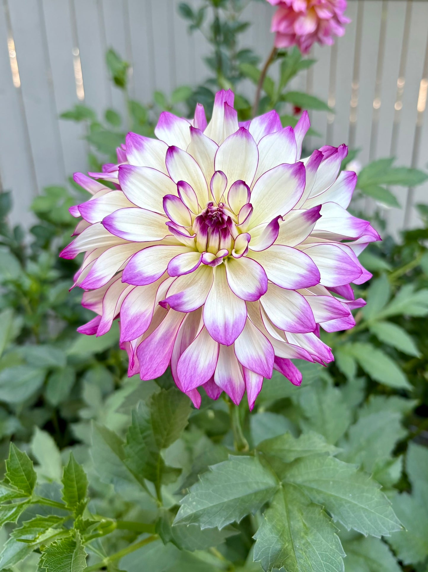 Tipsy Rooted Cutting - LOCAL PICK UP ONLY