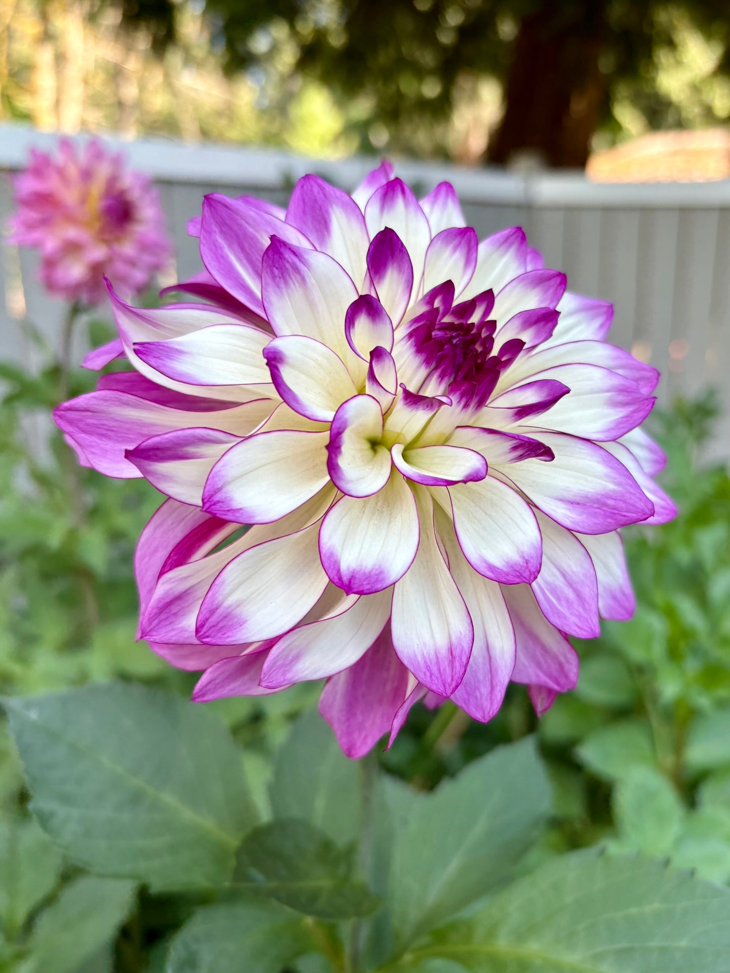 Tipsy Rooted Cutting - LOCAL PICK UP ONLY