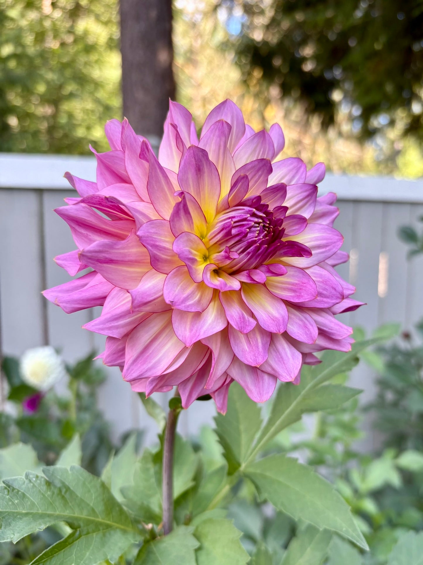 Bloomquist Cool Rooted Cutting - LOCAL PICK UP ONLY