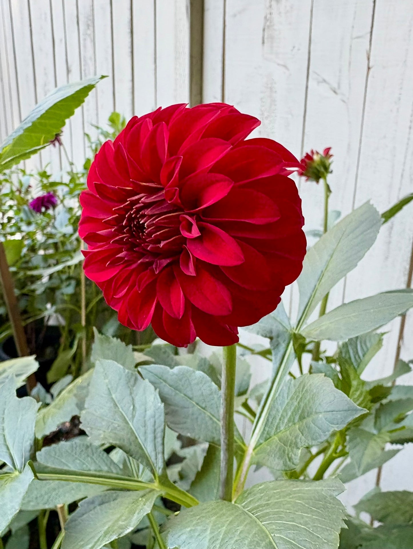 River's Cherry Bomb Rooted Cutting - LOCAL PICK UP ONLY
