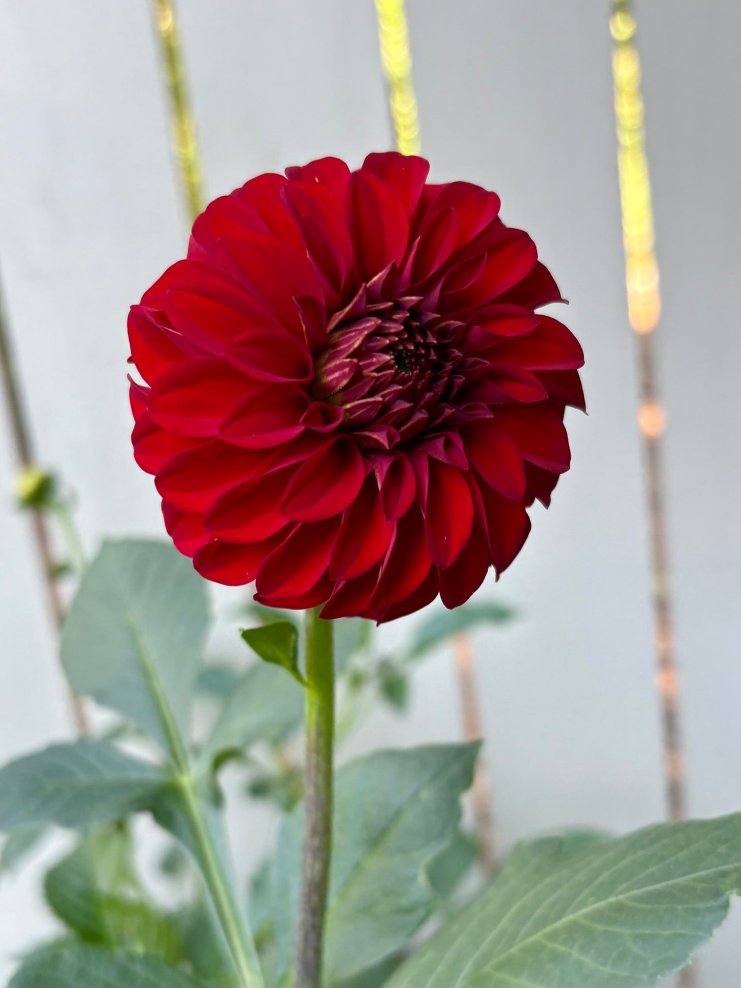 River's Cherry Bomb Rooted Cutting - LOCAL PICK UP ONLY