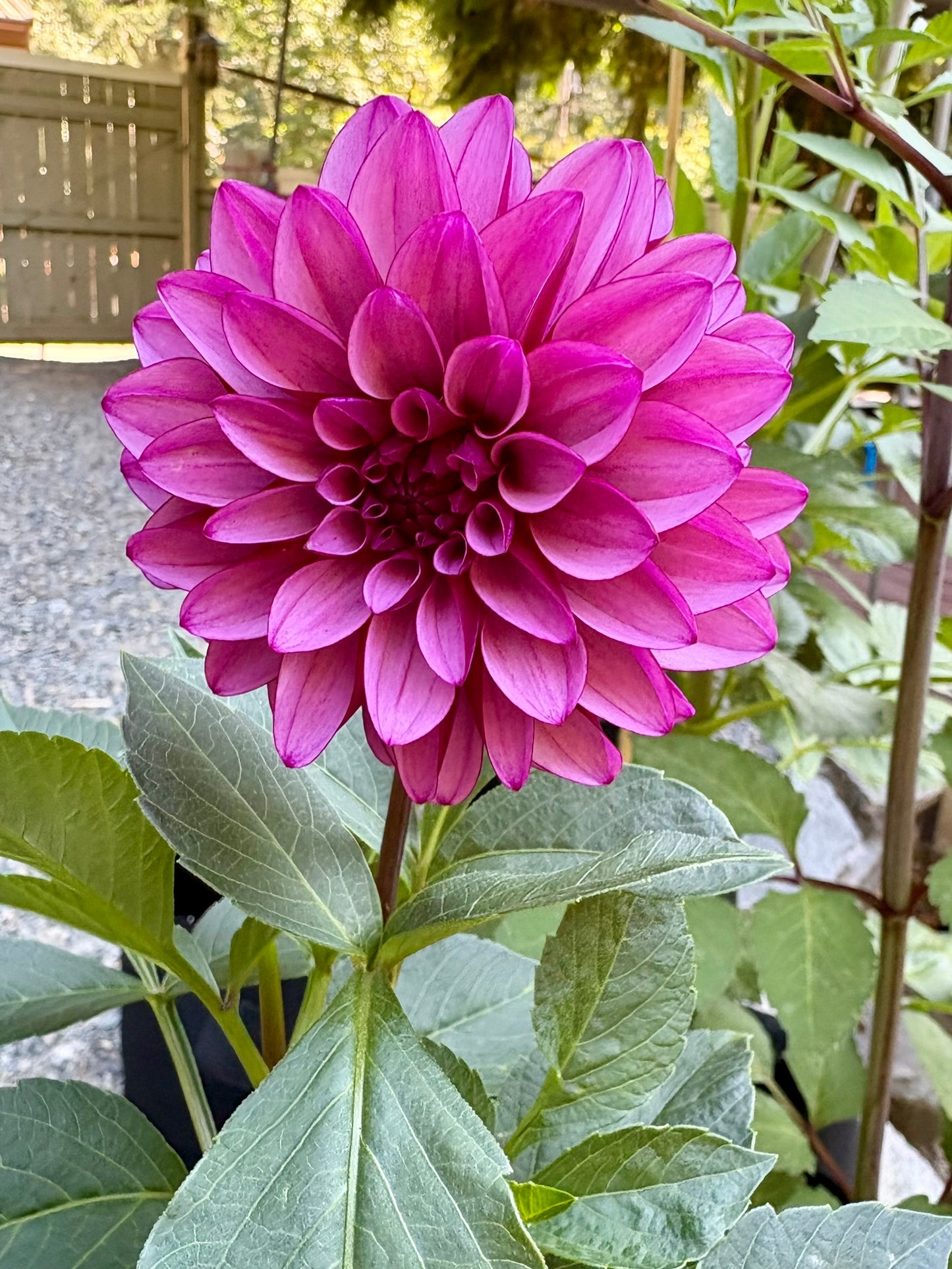 Versa Rooted Cutting - LOCAL PICK UP ONLY