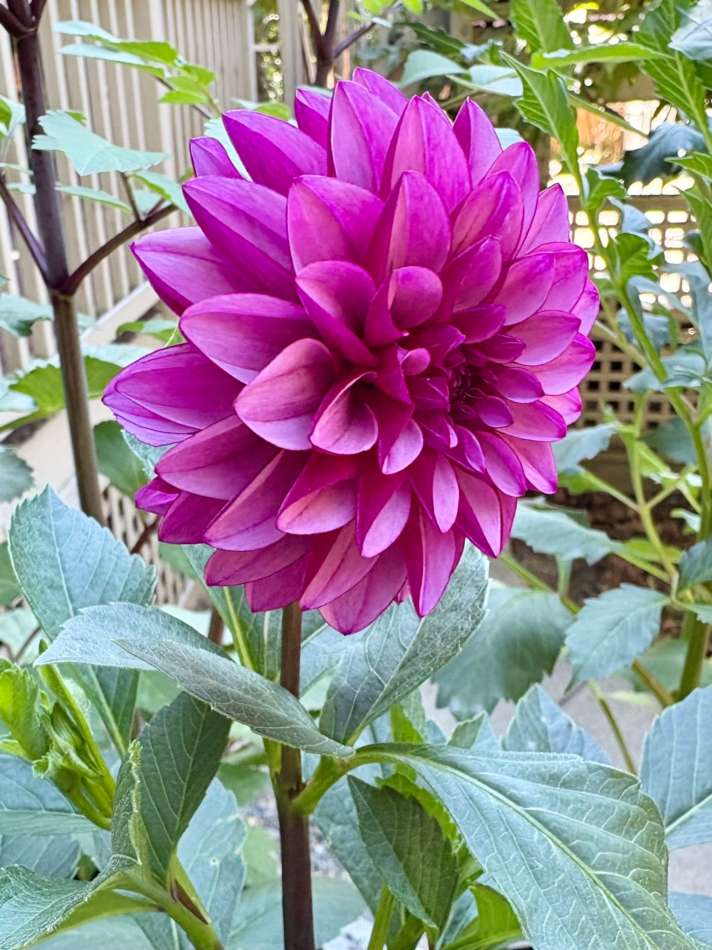 Versa Rooted Cutting - LOCAL PICK UP ONLY