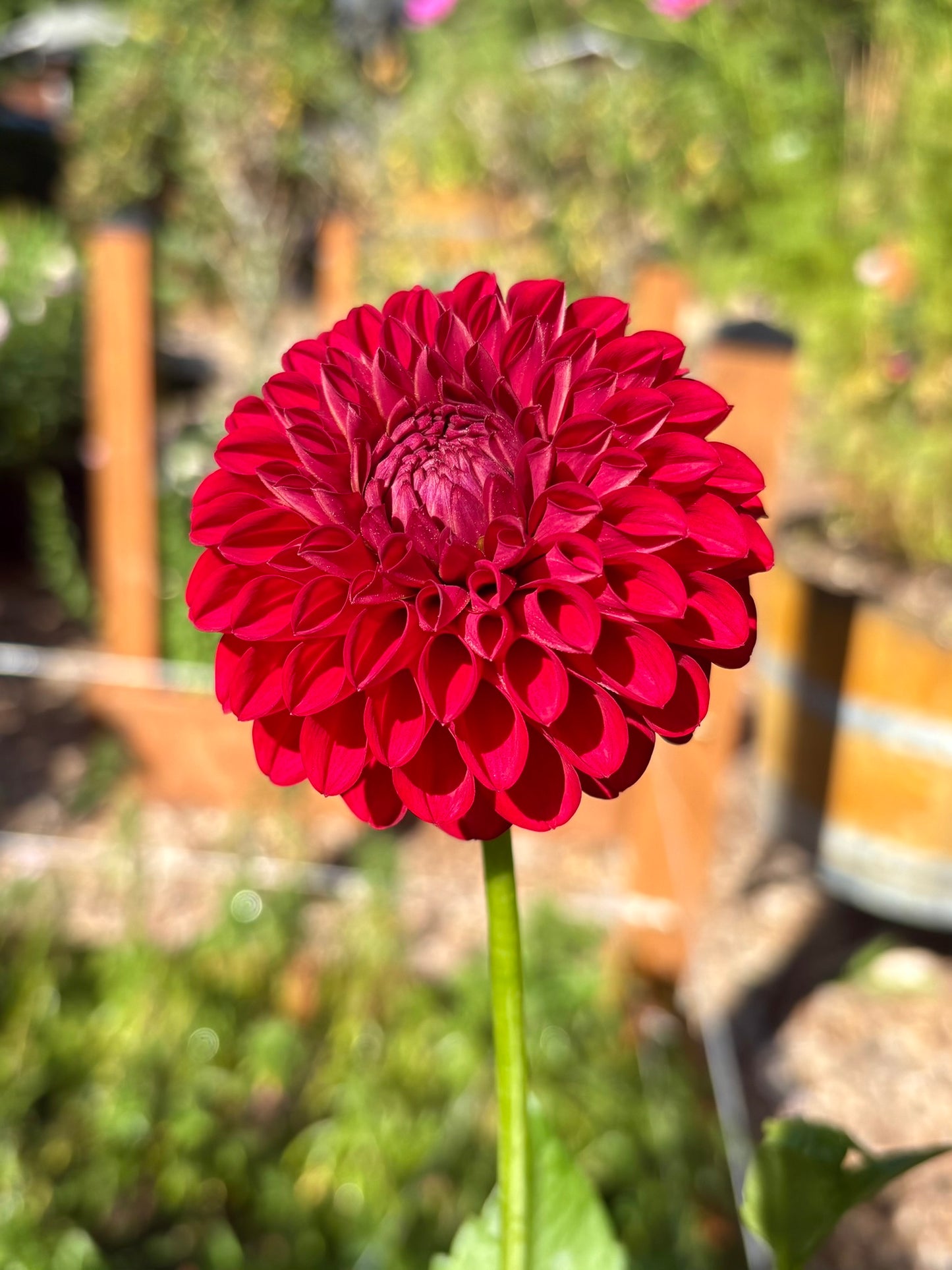 Lil Robin Rooted Cutting - LOCAL PICK UP ONLY