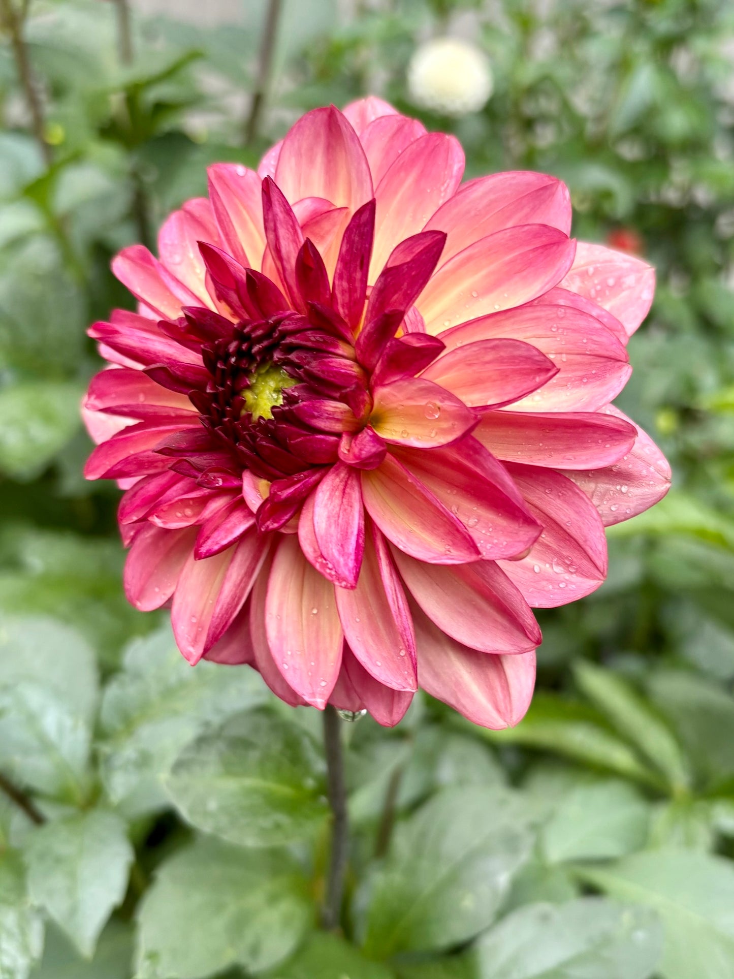 Bacardi Rooted Cutting - LOCAL PICK UP ONLY