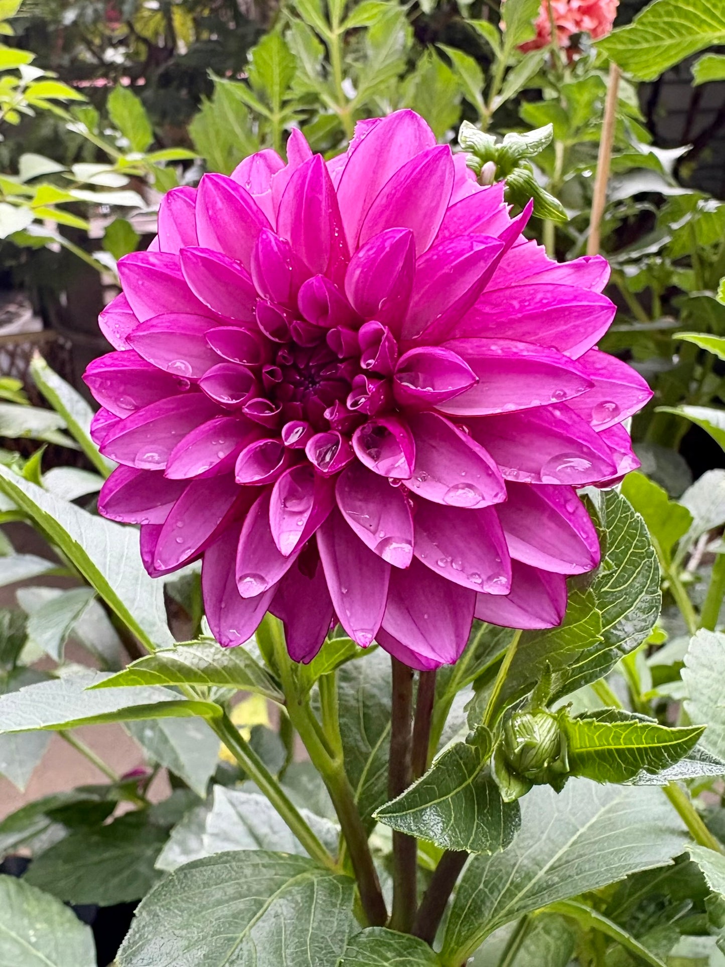 Versa Rooted Cutting - LOCAL PICK UP ONLY