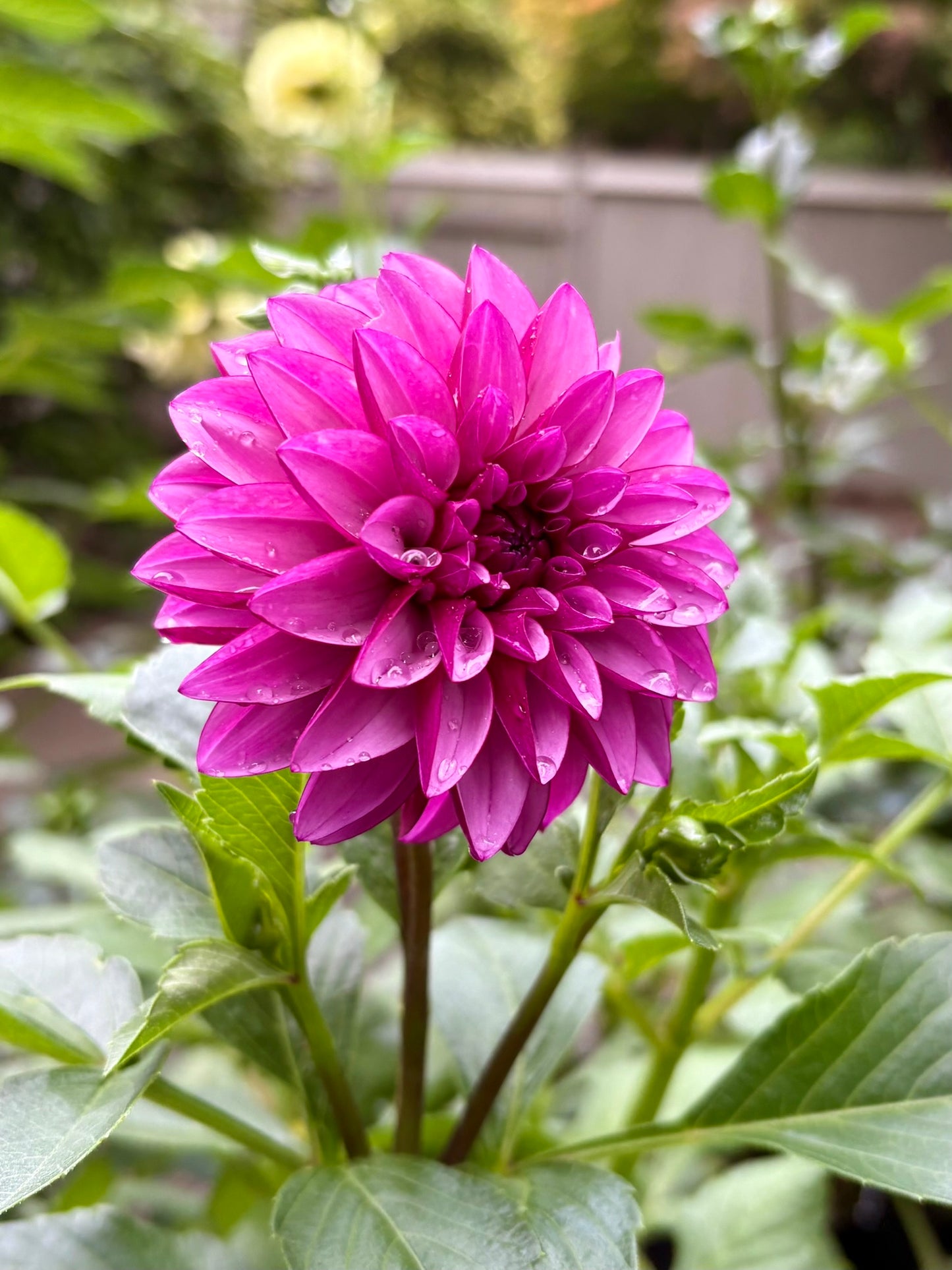 Versa Rooted Cutting - LOCAL PICK UP ONLY