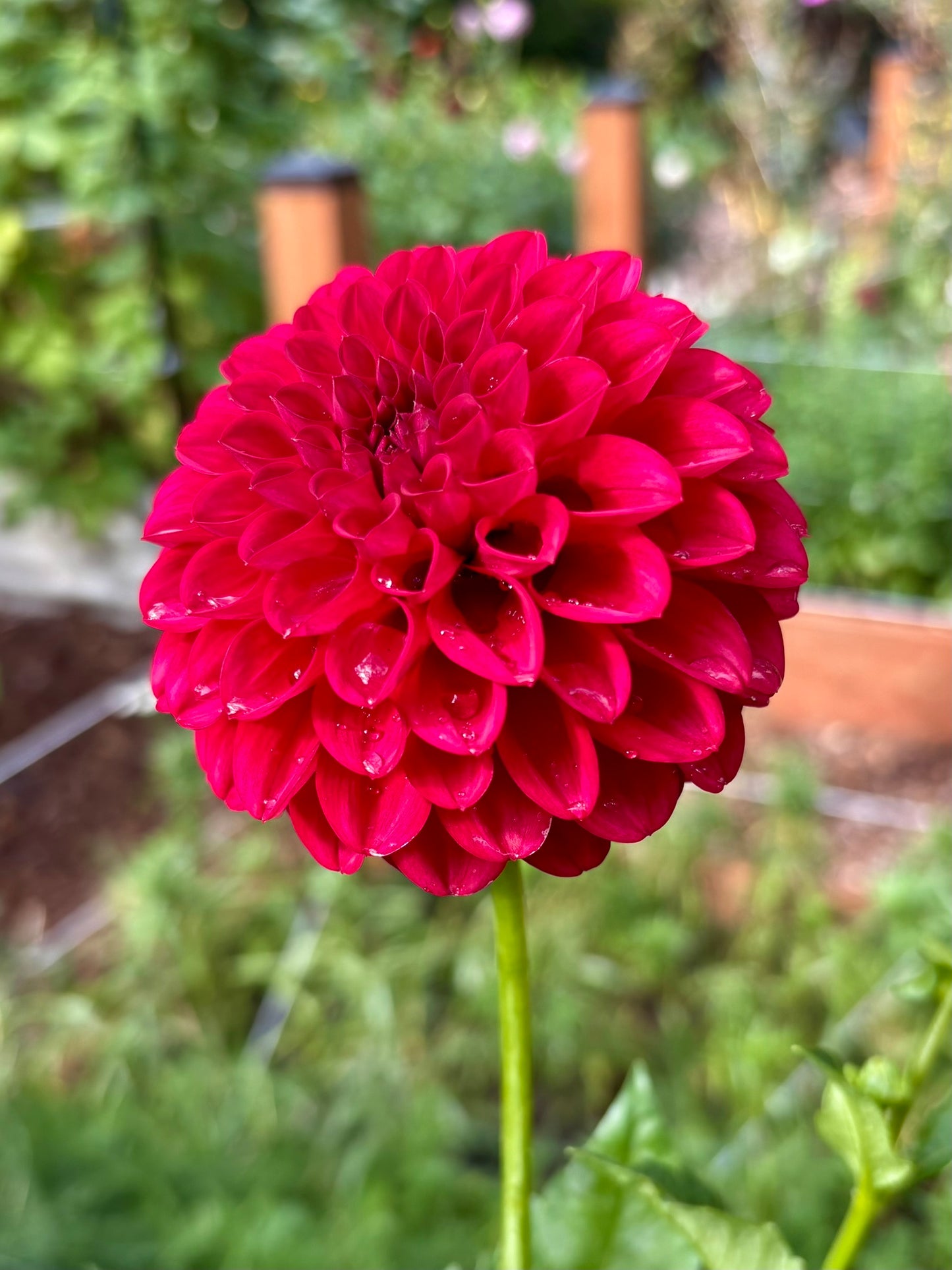 Lil Robin Rooted Cutting - LOCAL PICK UP ONLY