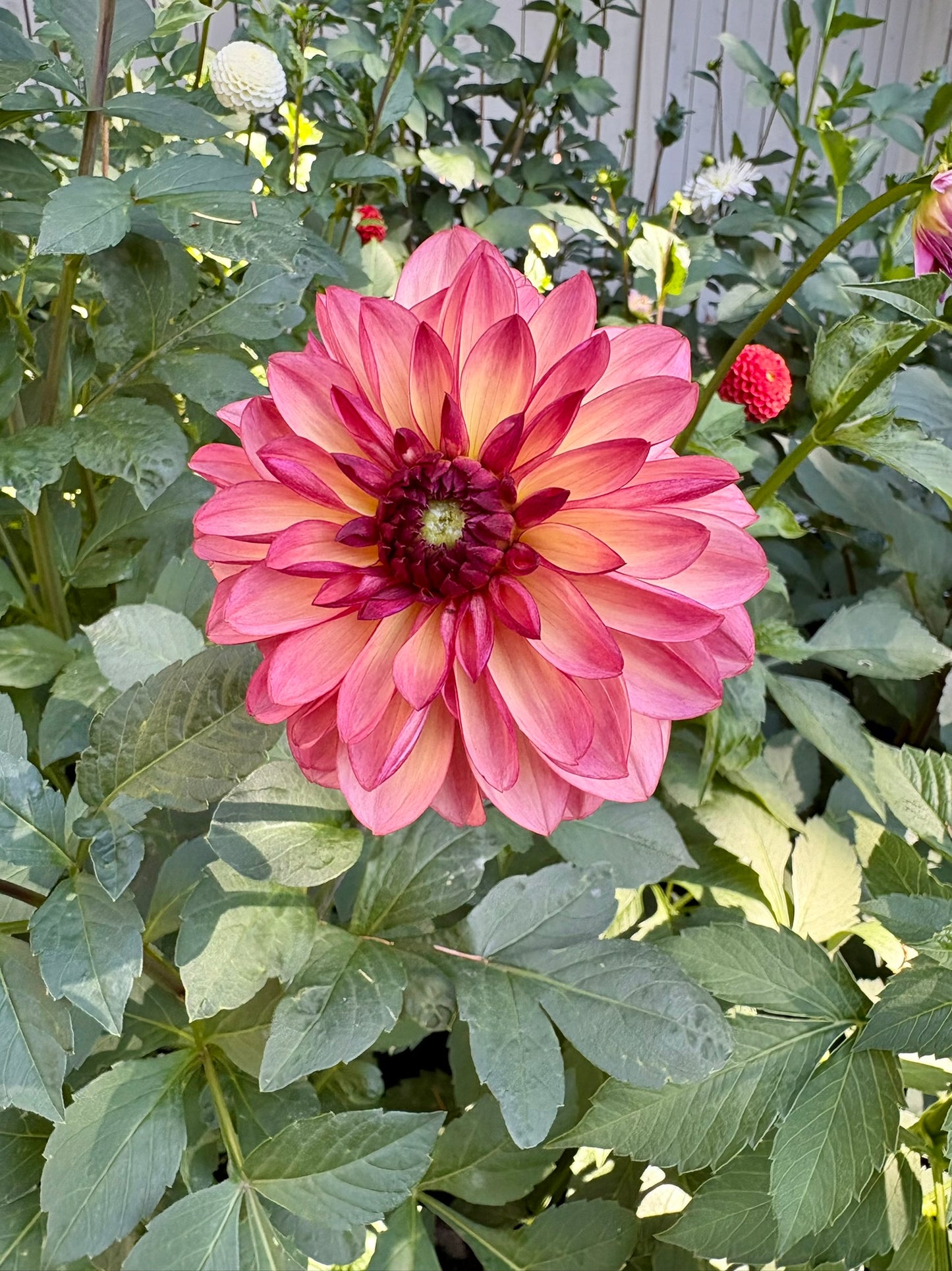 Bacardi Rooted Cutting - LOCAL PICK UP ONLY