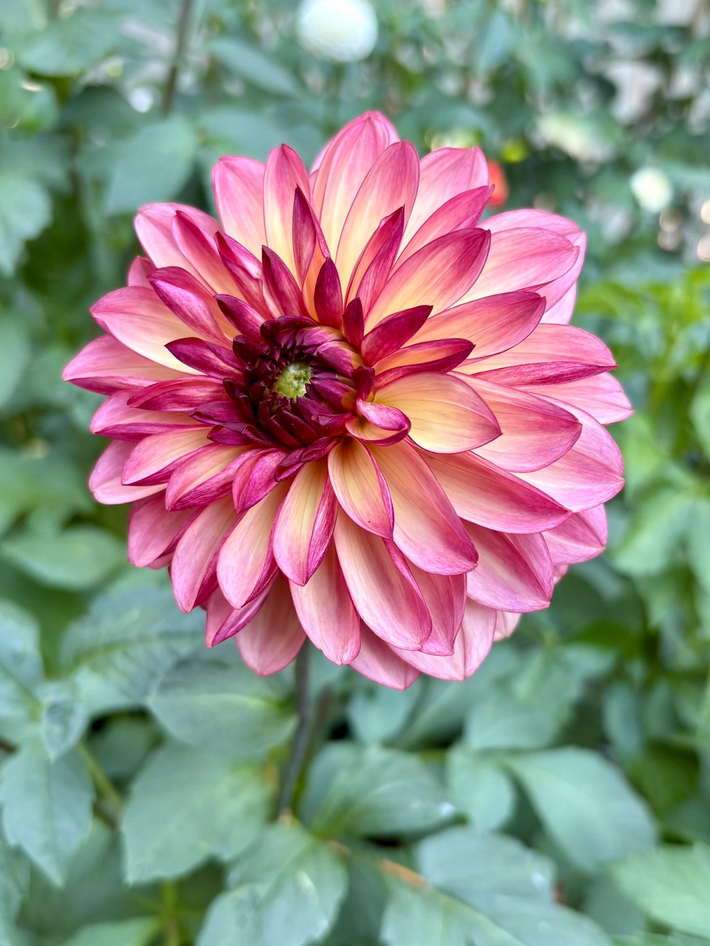 Bacardi Rooted Cutting - LOCAL PICK UP ONLY