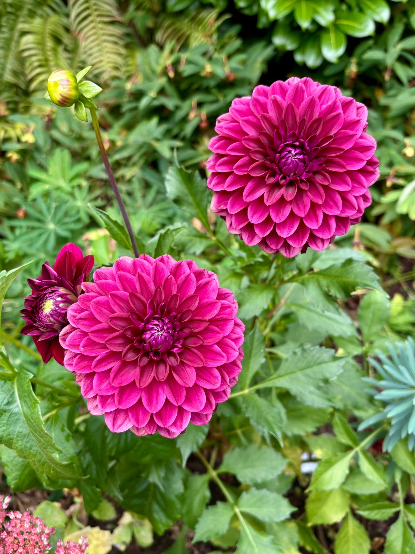 CDP Floriferous Rooted Cutting - LOCAL PICK UP ONLY