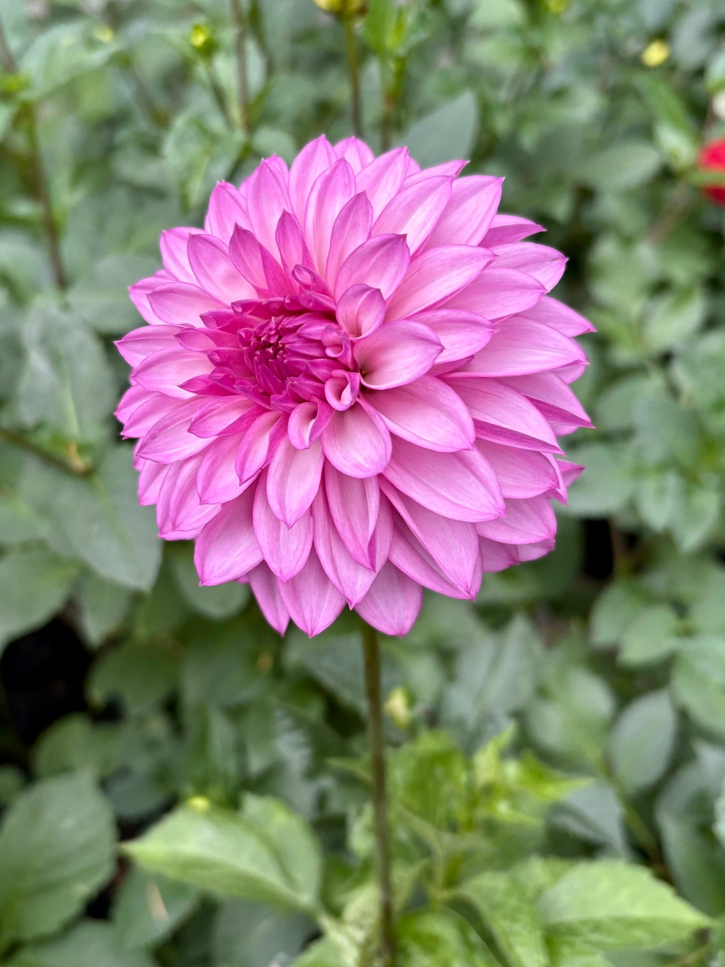 Bloomquist Bring Forth Rooted Cutting - LOCAL PICK UP ONLY