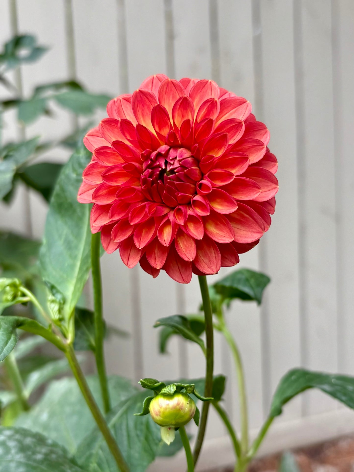 Chimacum Nadjae Rooted Cutting - LOCAL PICK UP ONLY