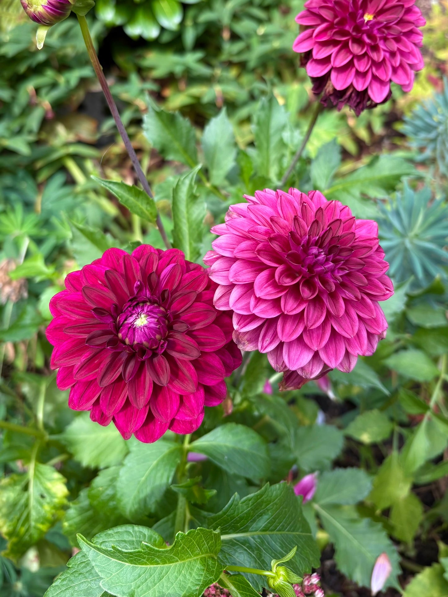 CDP Floriferous Rooted Cutting - LOCAL PICK UP ONLY