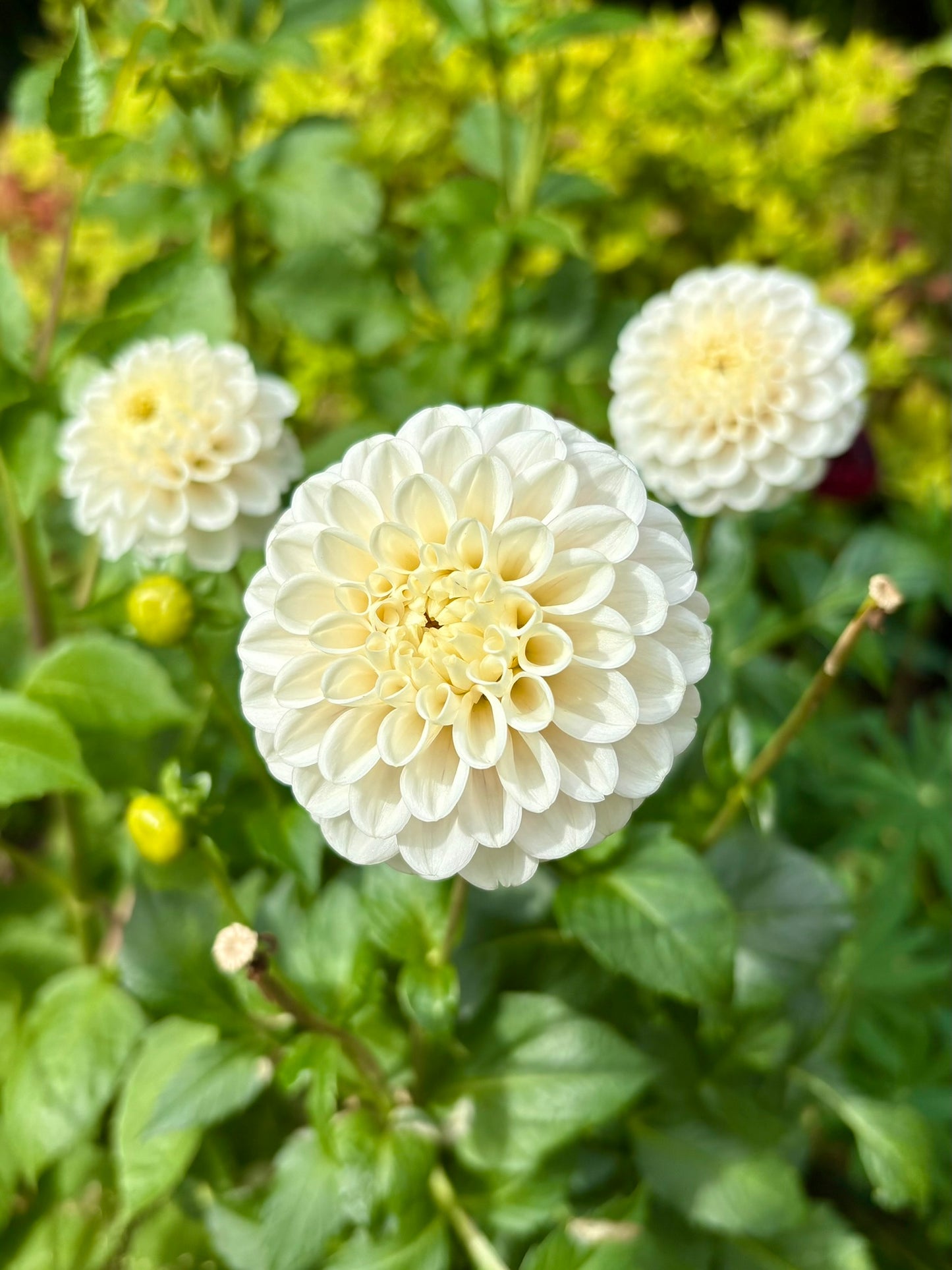 White Wizard Rooted Cutting - LOCAL PICK UP ONLY