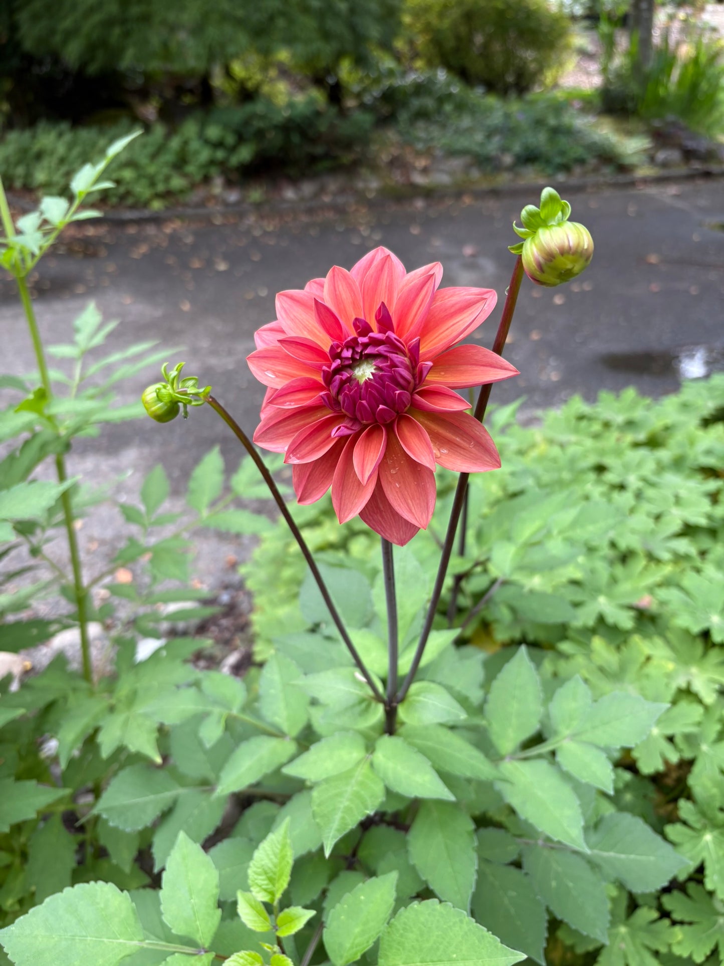 American Dawn Rooted Cutting - LOCAL PICK UP ONLY