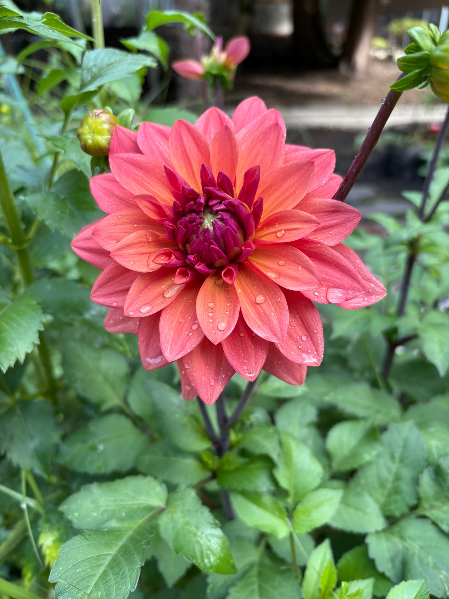 American Dawn Rooted Cutting - LOCAL PICK UP ONLY