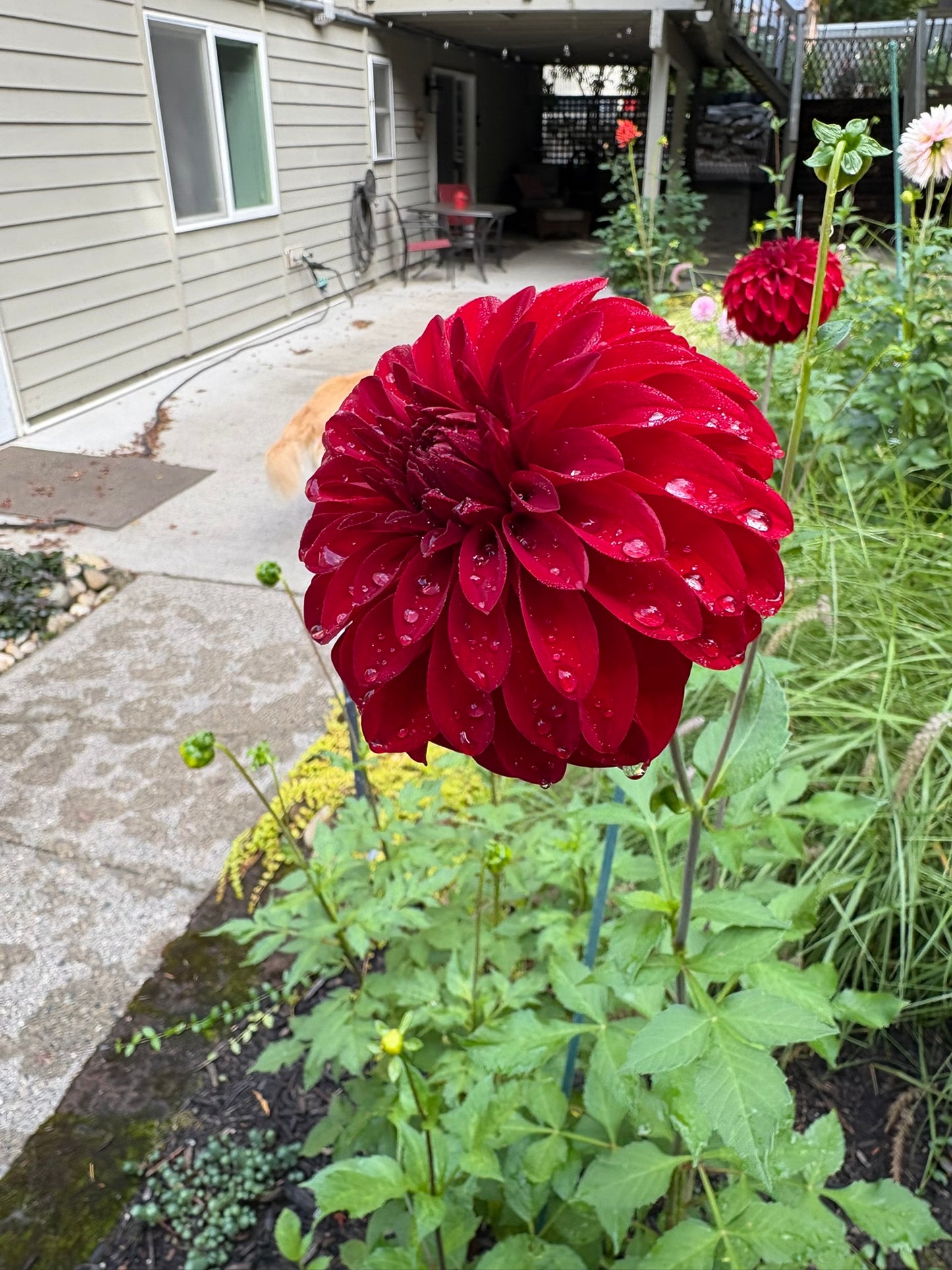River's Cherry Bomb Rooted Cutting - LOCAL PICK UP ONLY