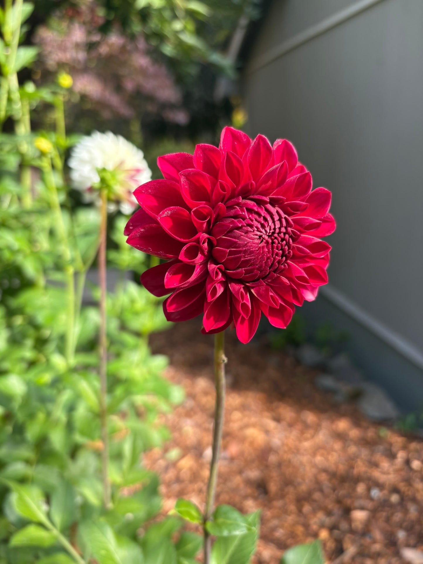 RM Silver Fox Rooted Cutting - LOCAL PICK UP ONLY