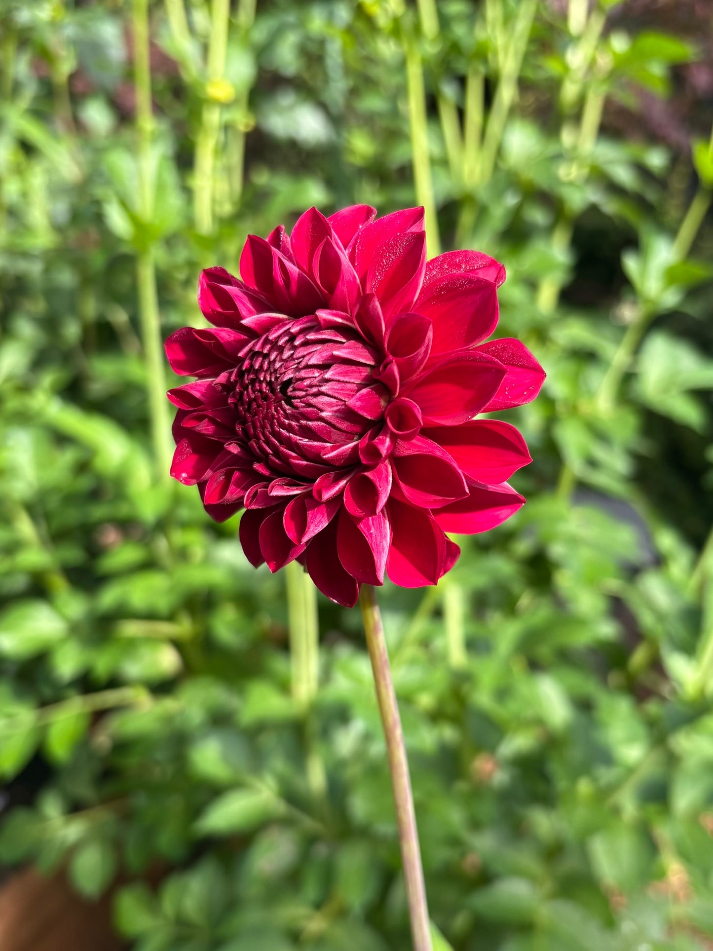 RM Silver Fox Rooted Cutting - LOCAL PICK UP ONLY