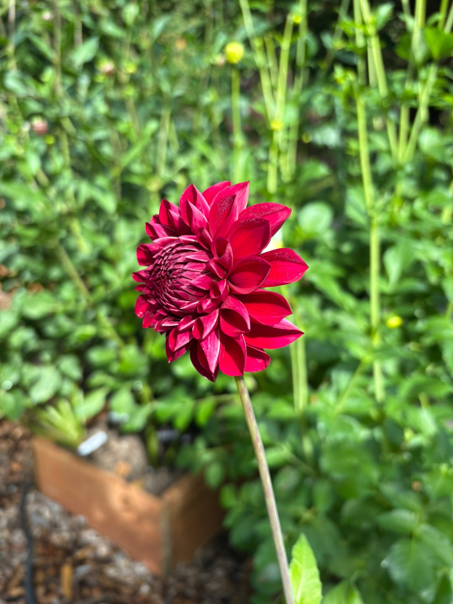 RM Silver Fox Rooted Cutting - LOCAL PICK UP ONLY