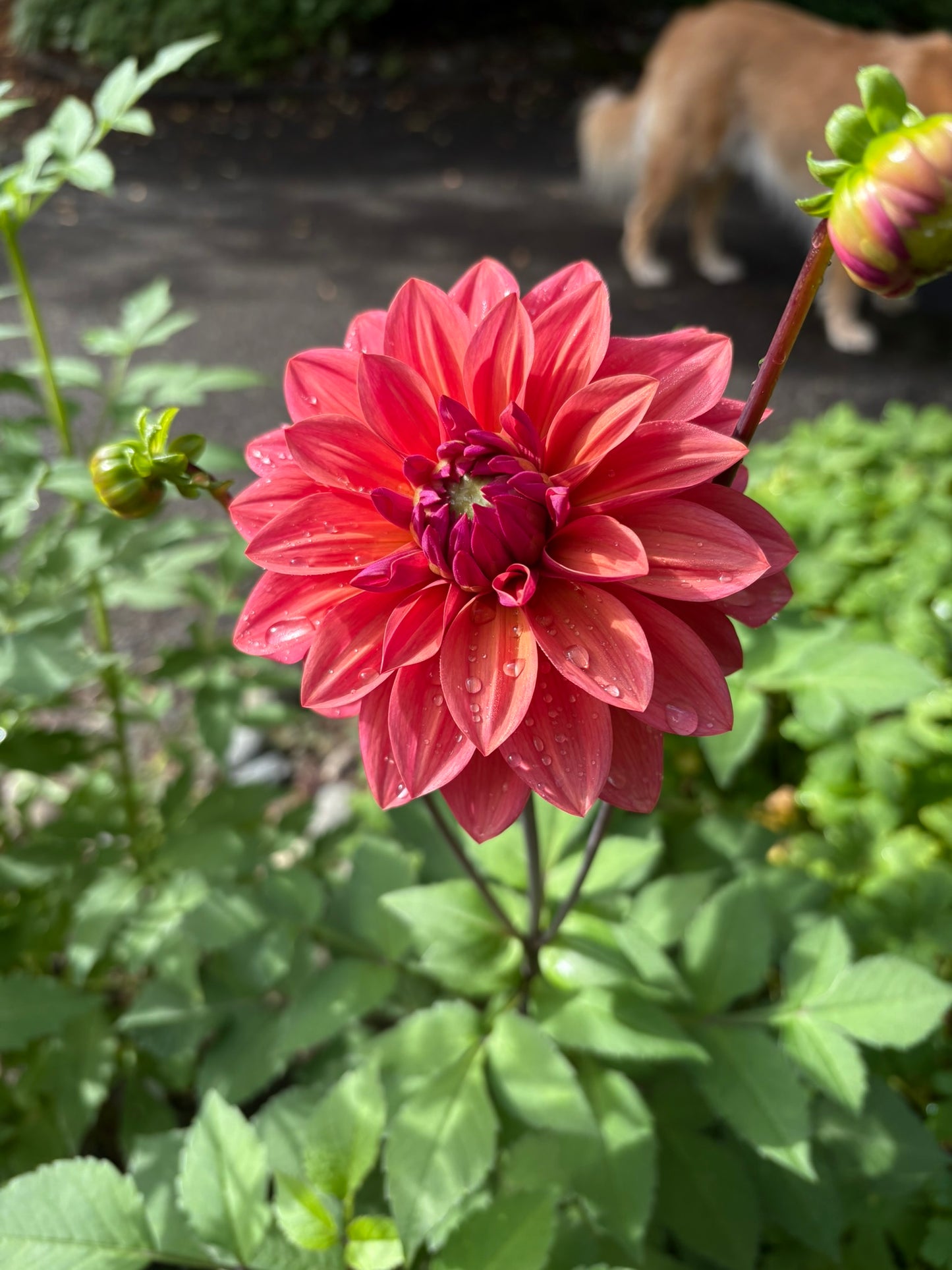 American Dawn Rooted Cutting - LOCAL PICK UP ONLY