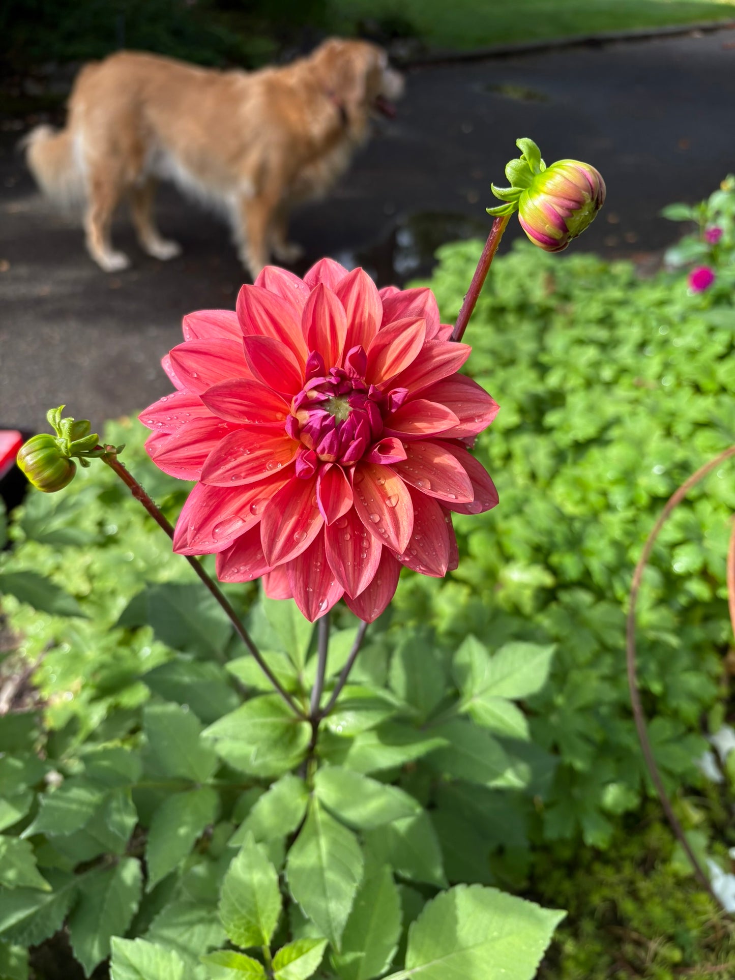 American Dawn Rooted Cutting - LOCAL PICK UP ONLY