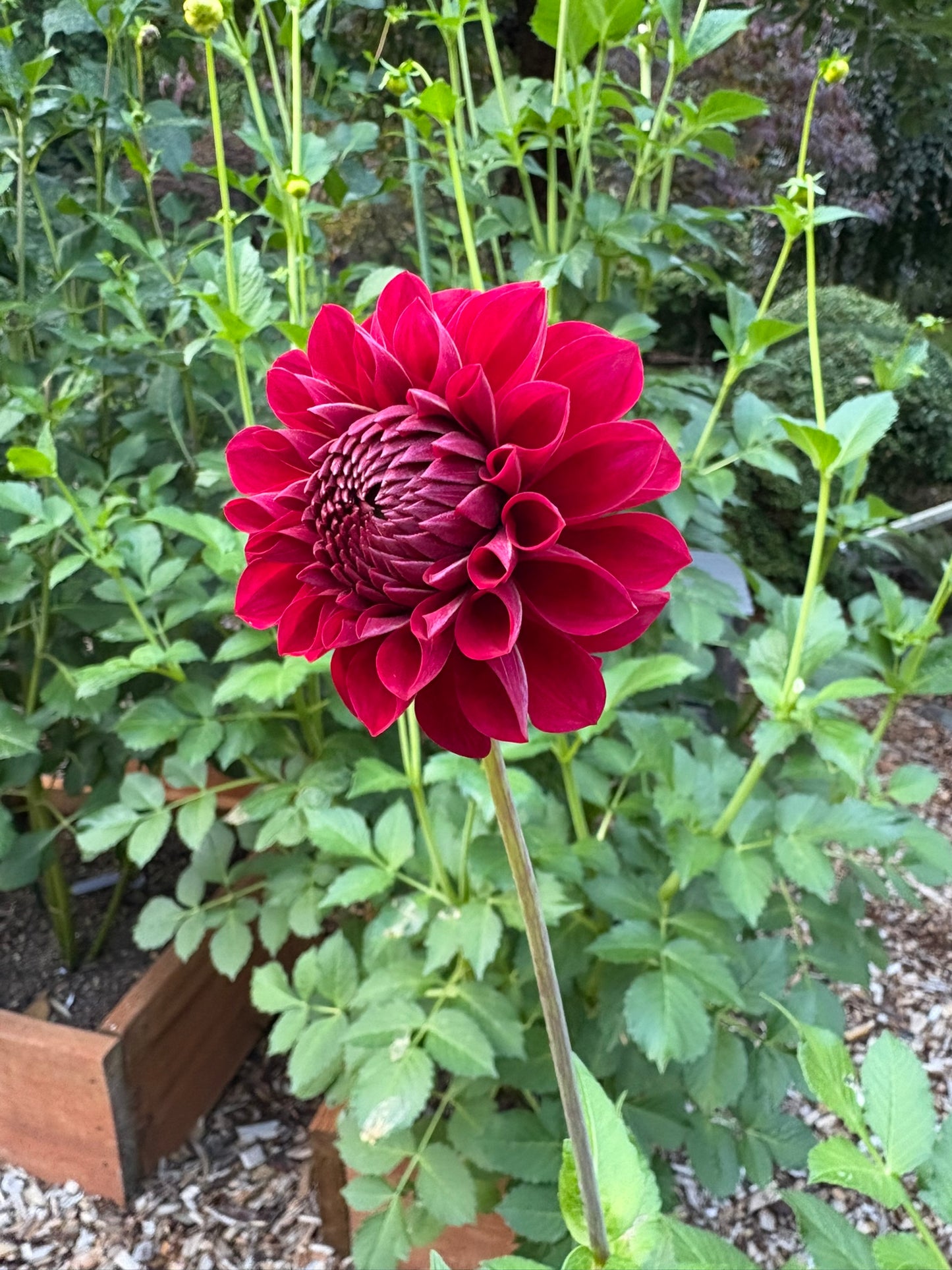 RM Silver Fox Rooted Cutting - LOCAL PICK UP ONLY