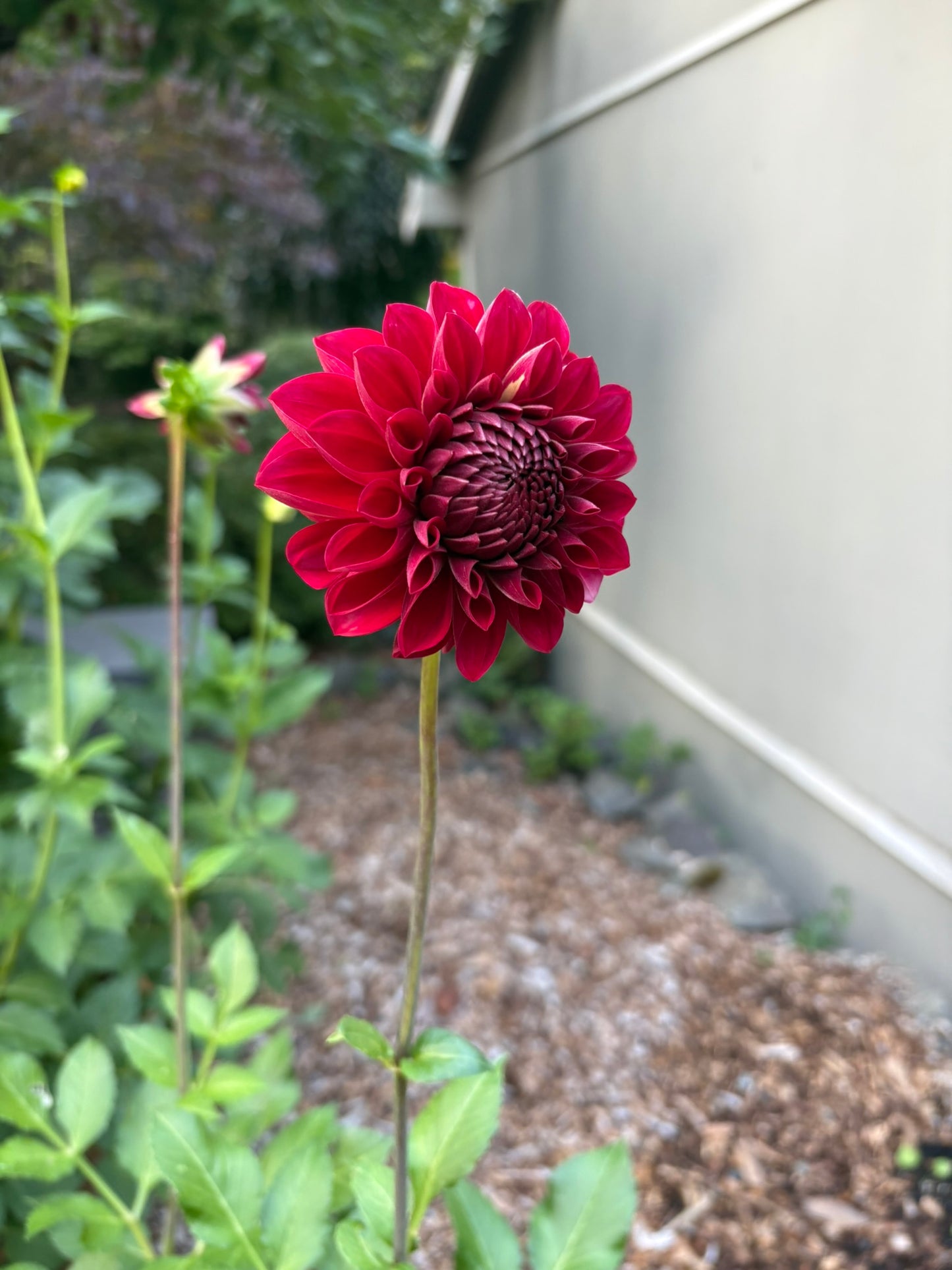 RM Silver Fox Rooted Cutting - LOCAL PICK UP ONLY