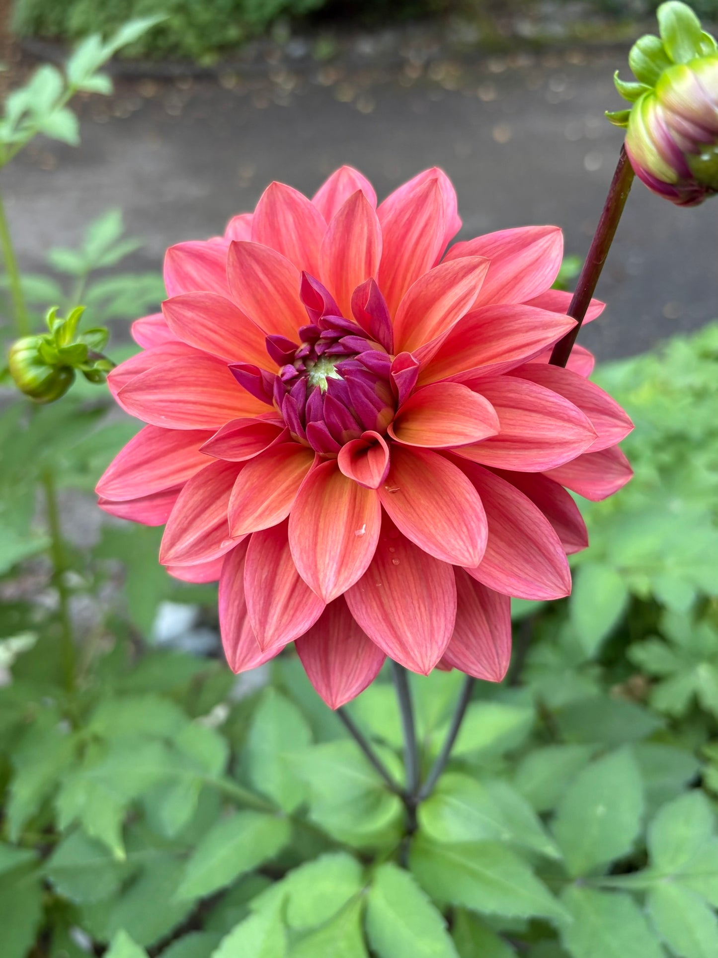 American Dawn Rooted Cutting - LOCAL PICK UP ONLY