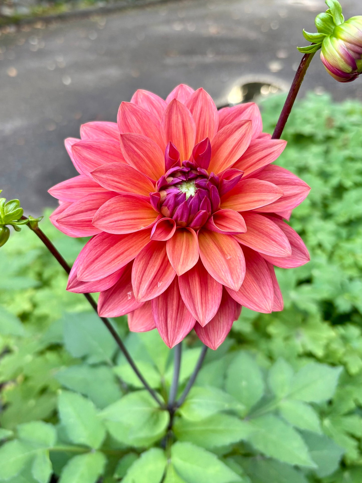 American Dawn Rooted Cutting - LOCAL PICK UP ONLY