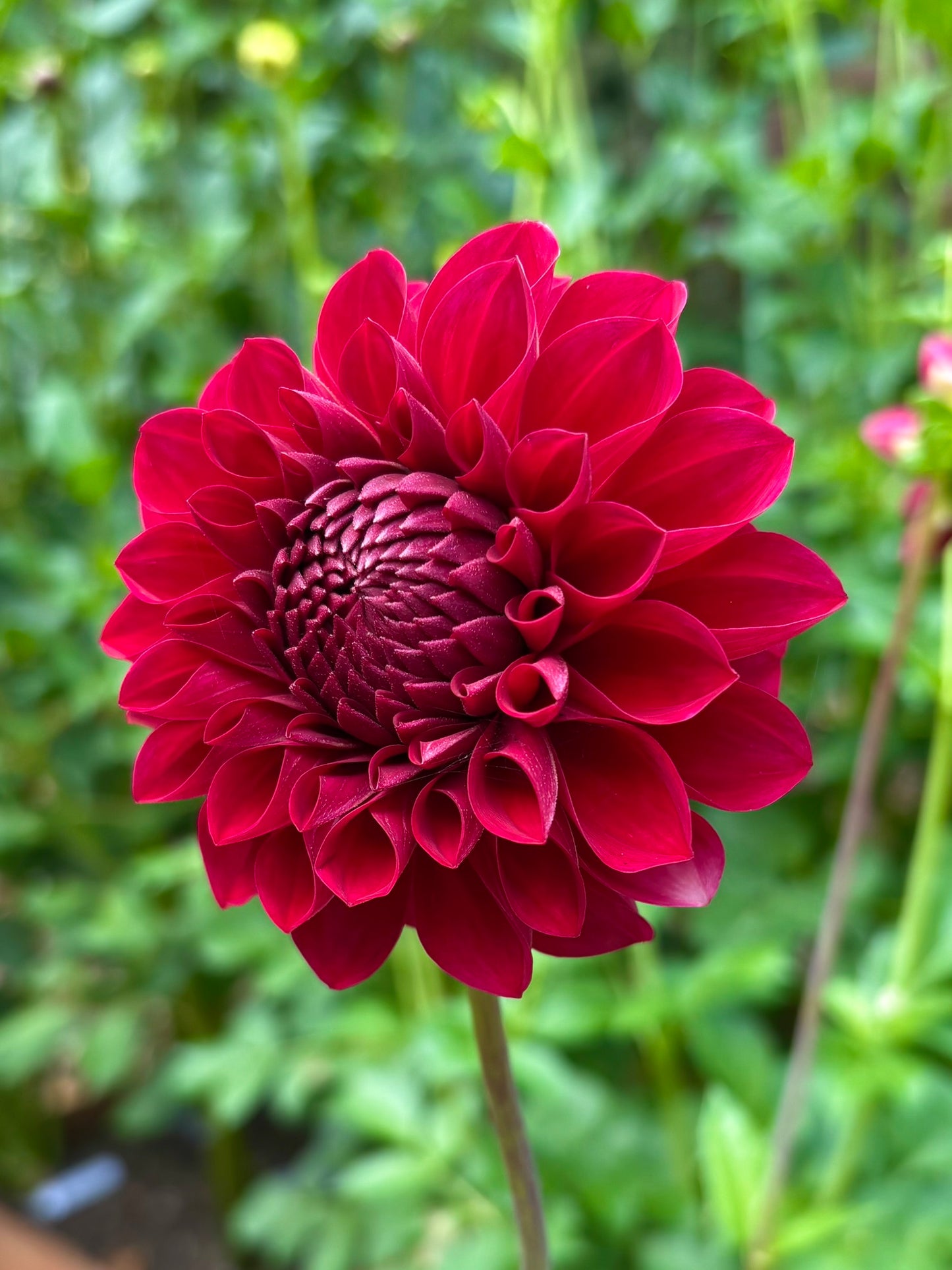 RM Silver Fox Rooted Cutting - LOCAL PICK UP ONLY