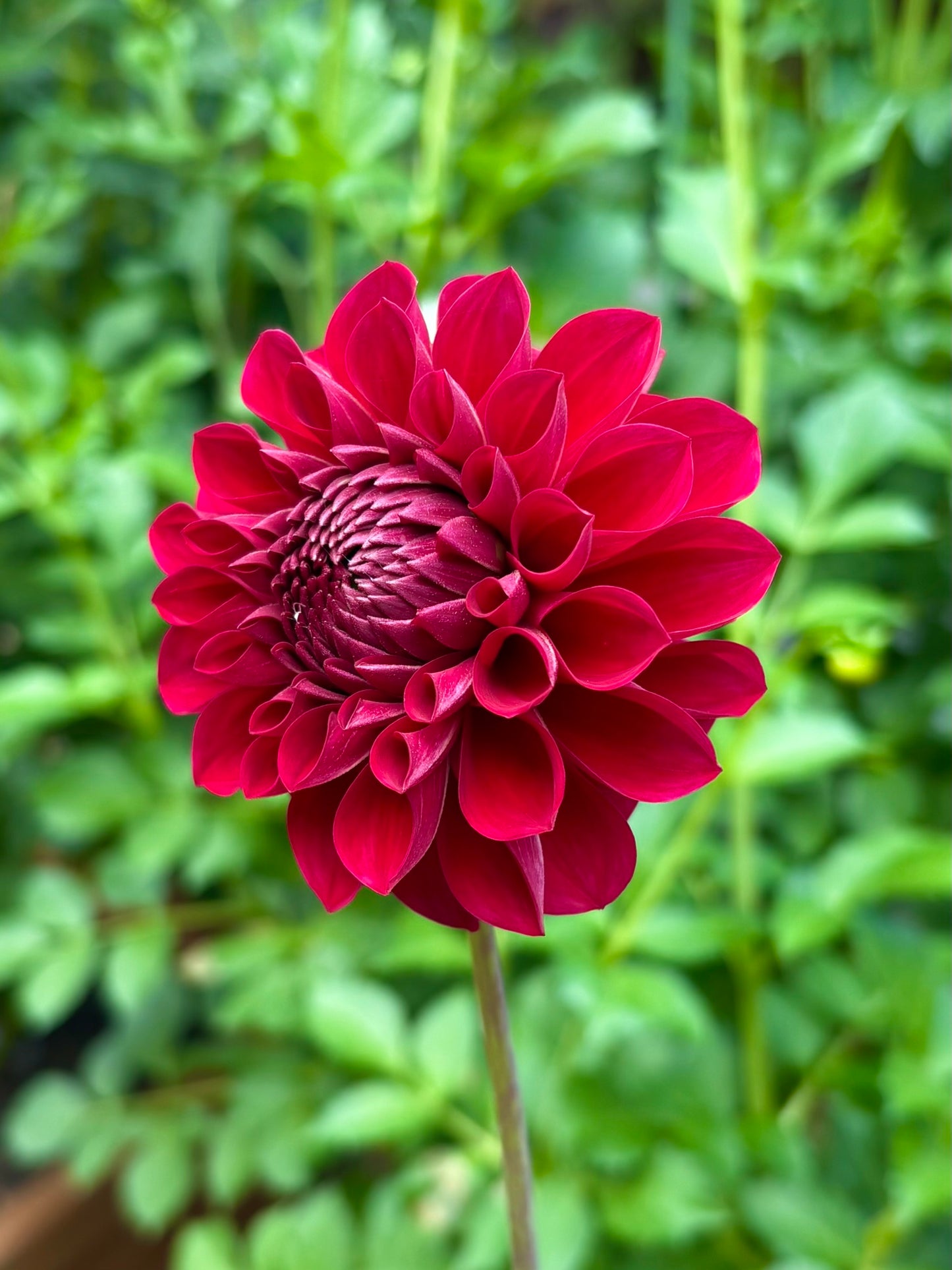 RM Silver Fox Rooted Cutting - LOCAL PICK UP ONLY