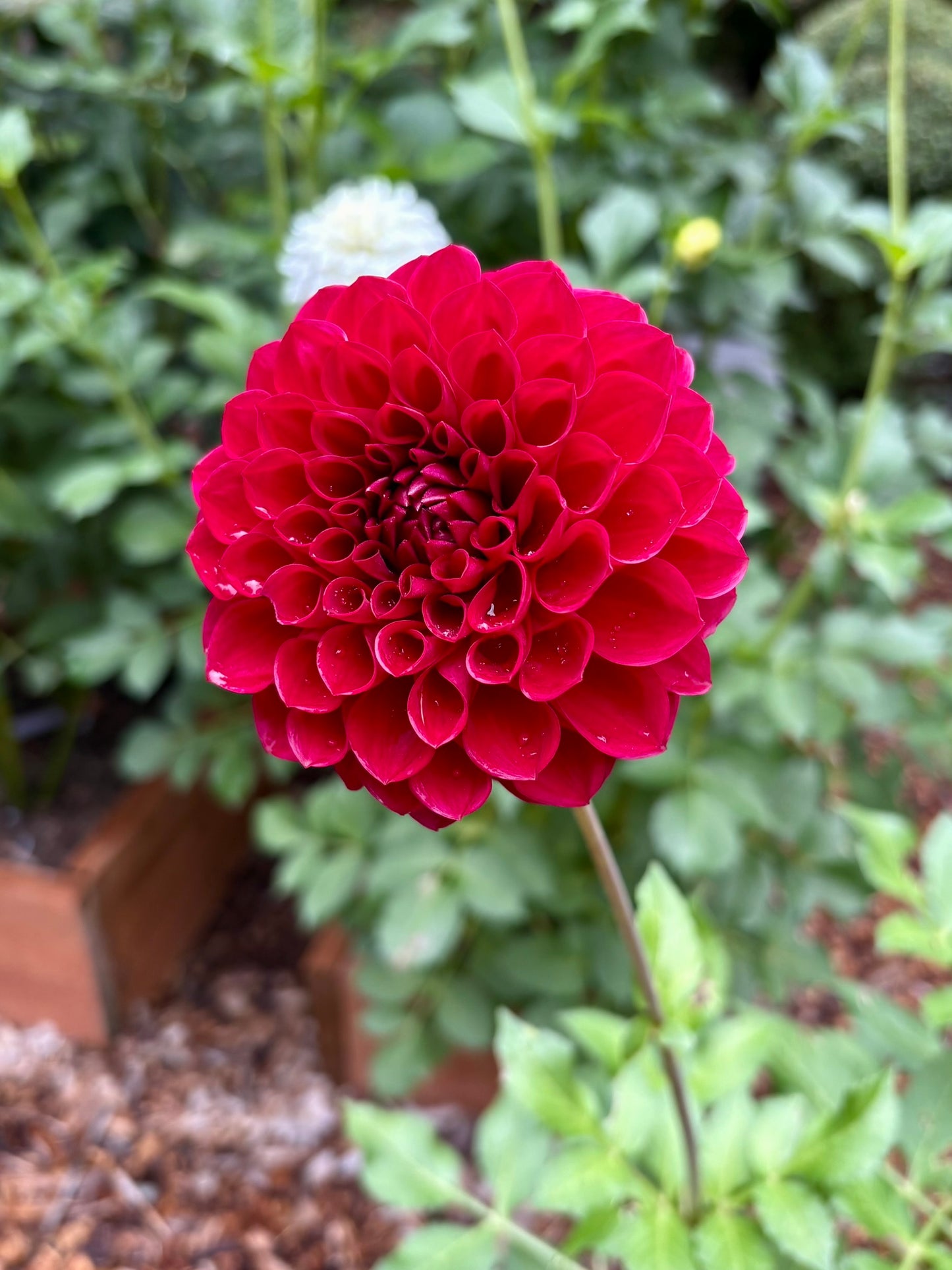 RM Silver Fox Rooted Cutting - LOCAL PICK UP ONLY