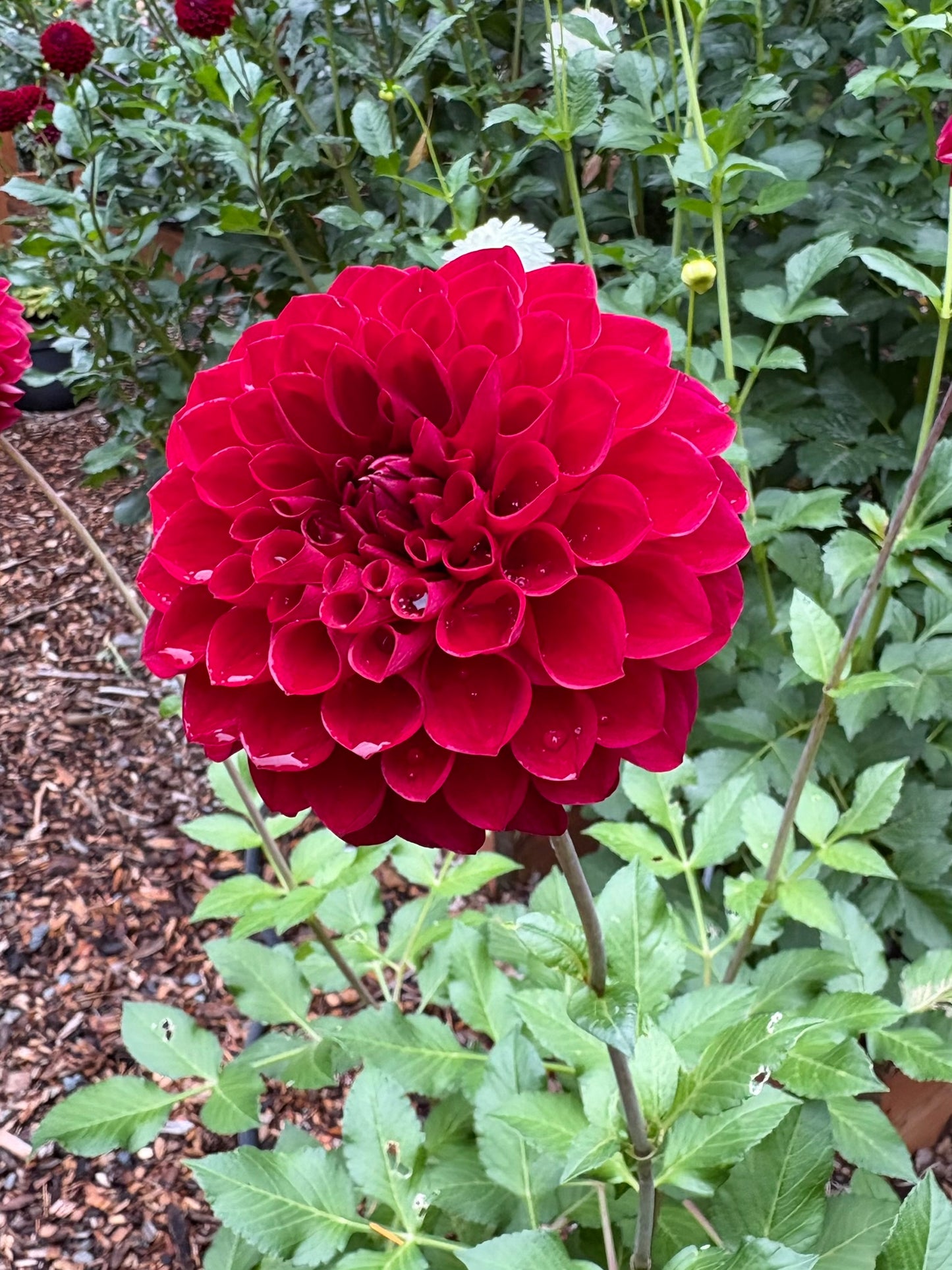 RM Silver Fox Rooted Cutting - LOCAL PICK UP ONLY