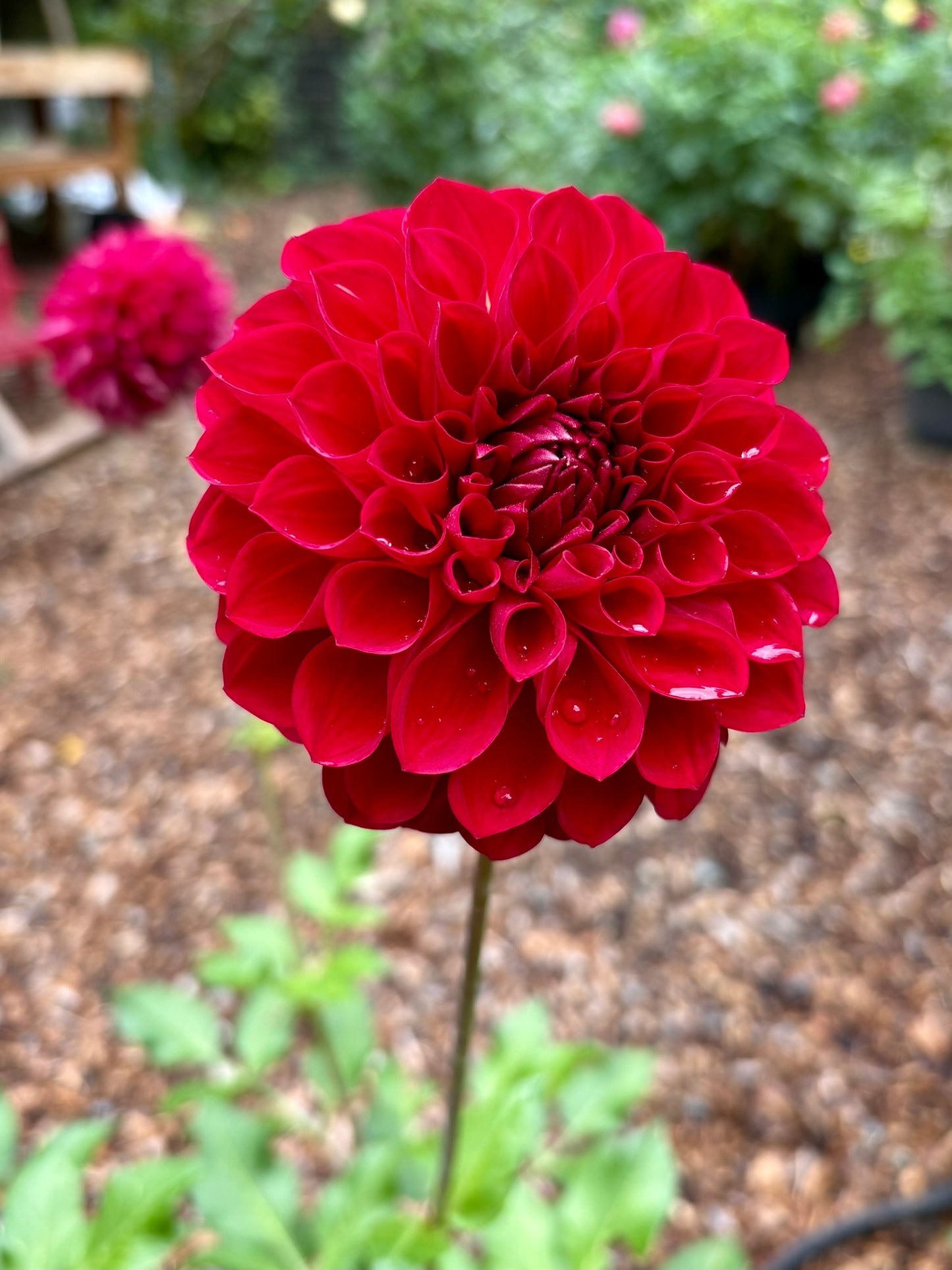 RM Silver Fox Rooted Cutting - LOCAL PICK UP ONLY