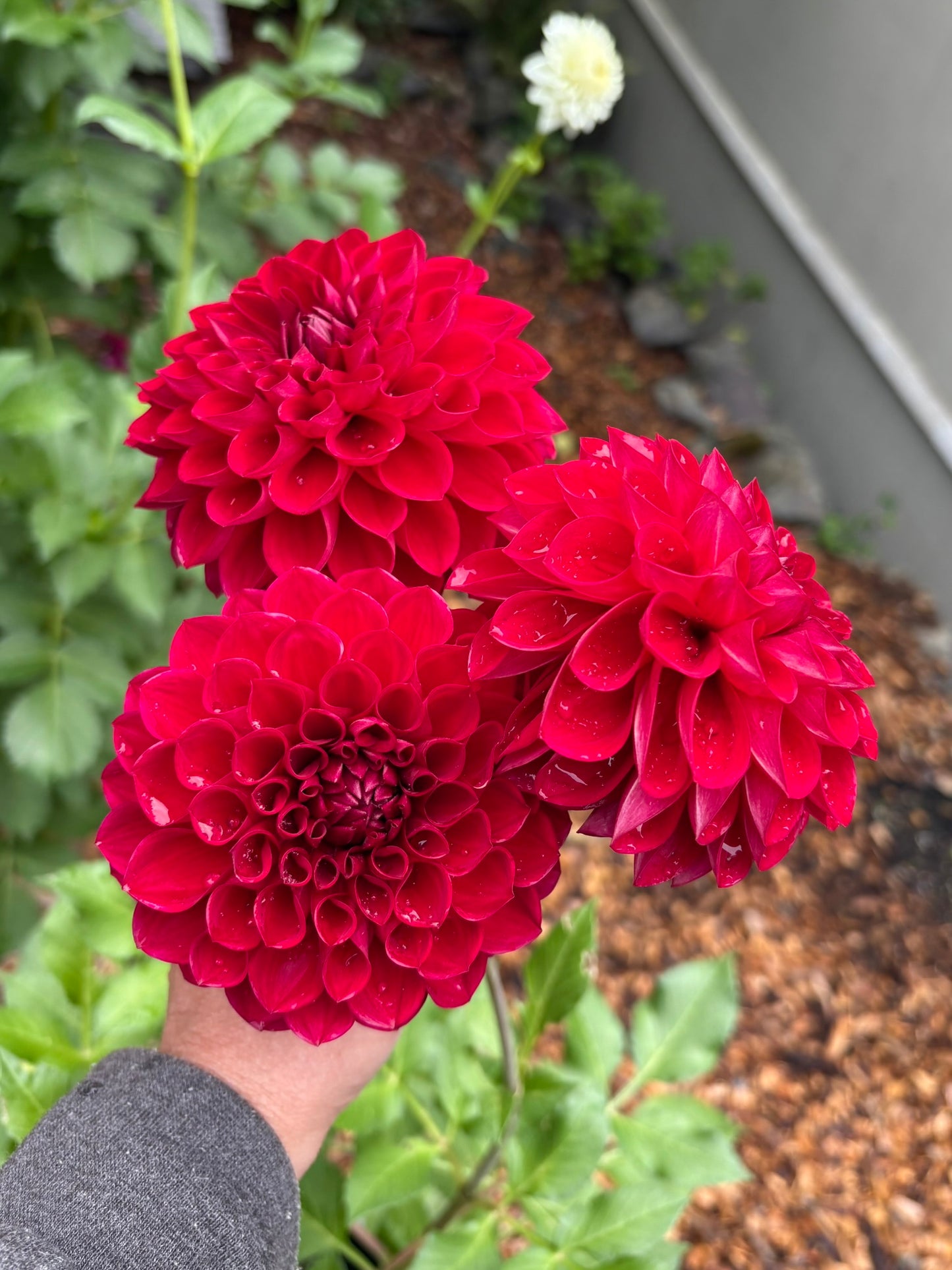 RM Silver Fox Rooted Cutting - LOCAL PICK UP ONLY